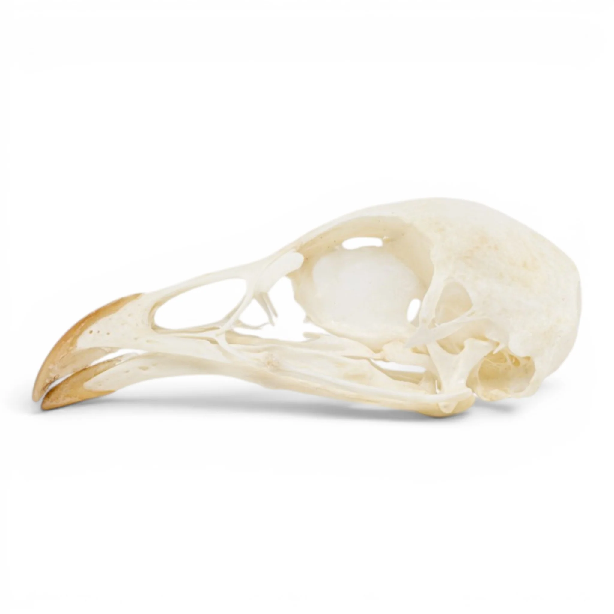 Real Chukar Skull - Pathology - Image 4