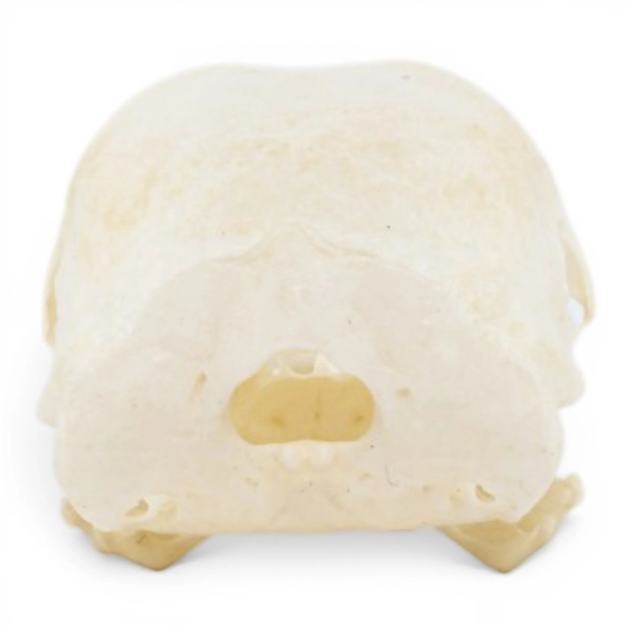 Real Chukar Skull - Pathology - Image 5