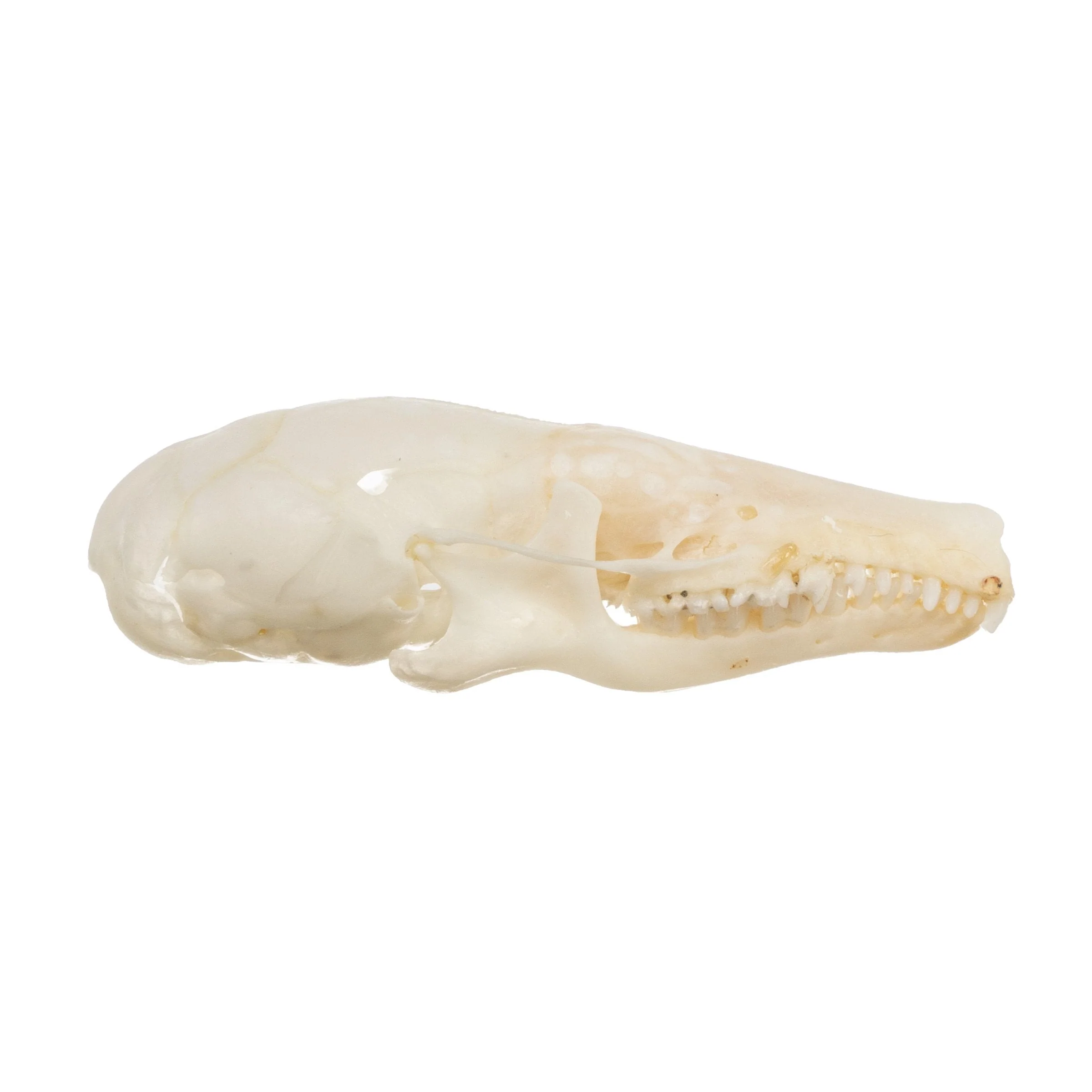 Real Coast Mole Skull - Image 2