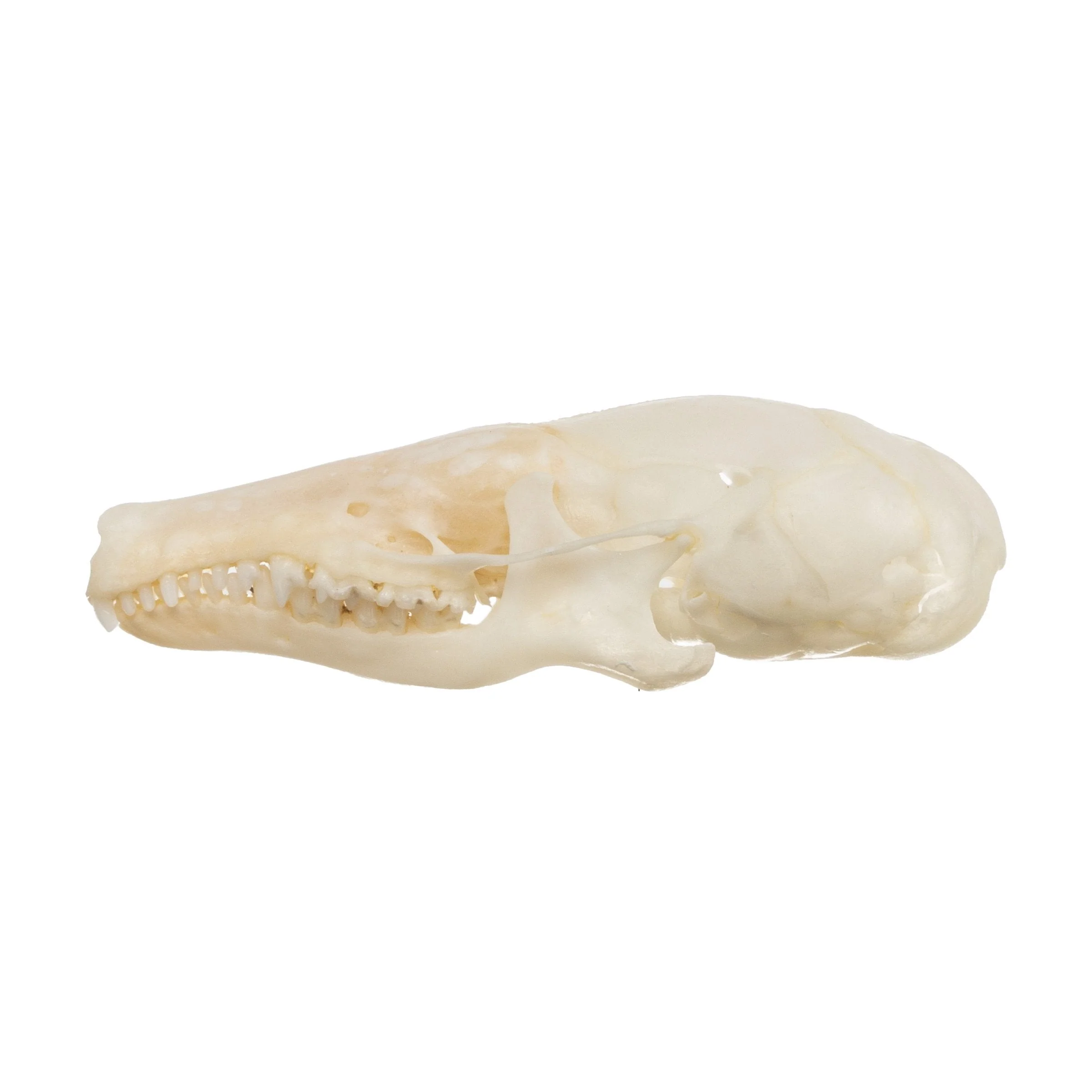 Real Coast Mole Skull - Image 4