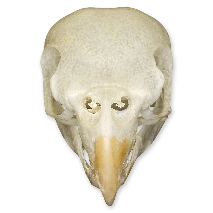 Real Cockatiel Bird Skull - Image 3