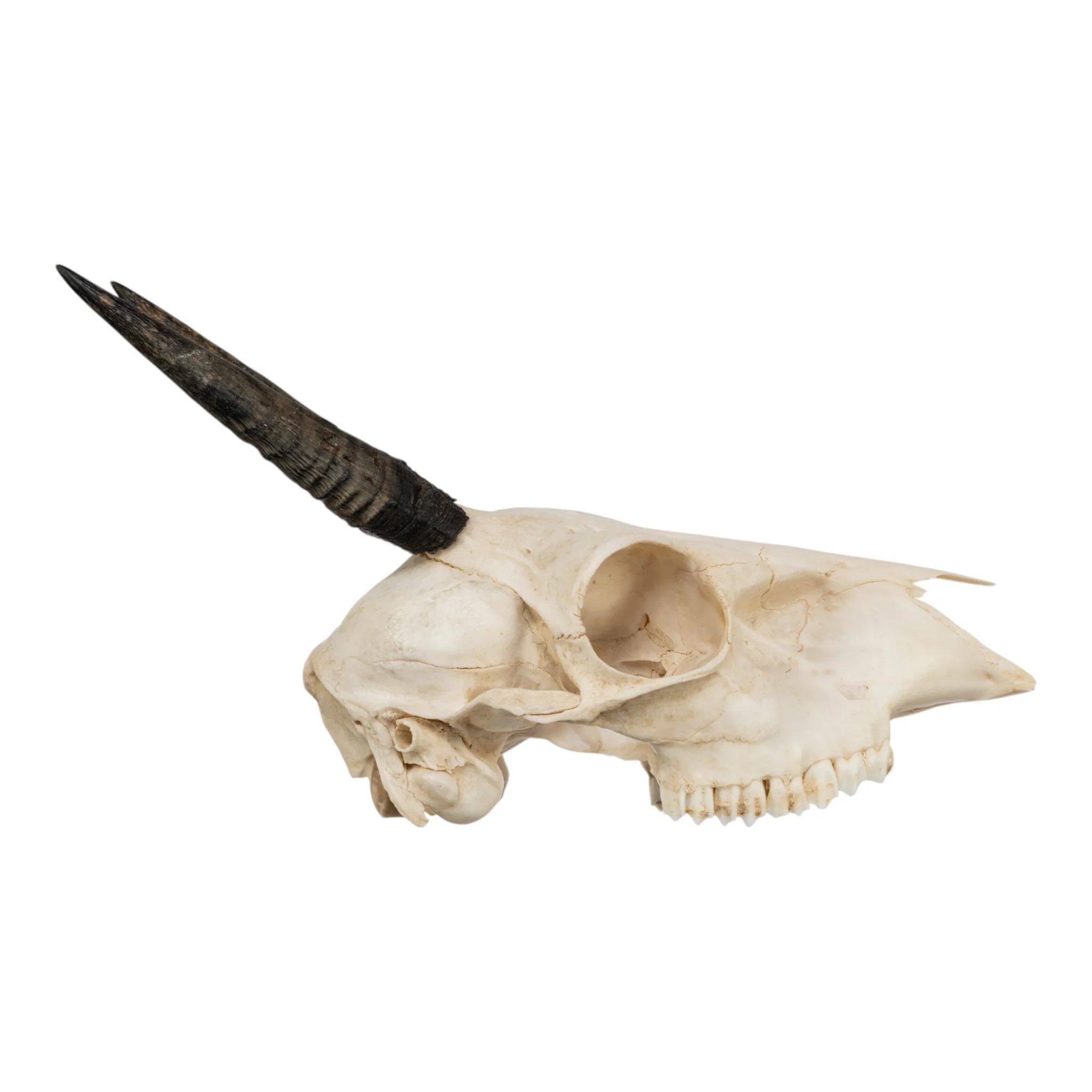 Real Common Duiker Skull - Image 2