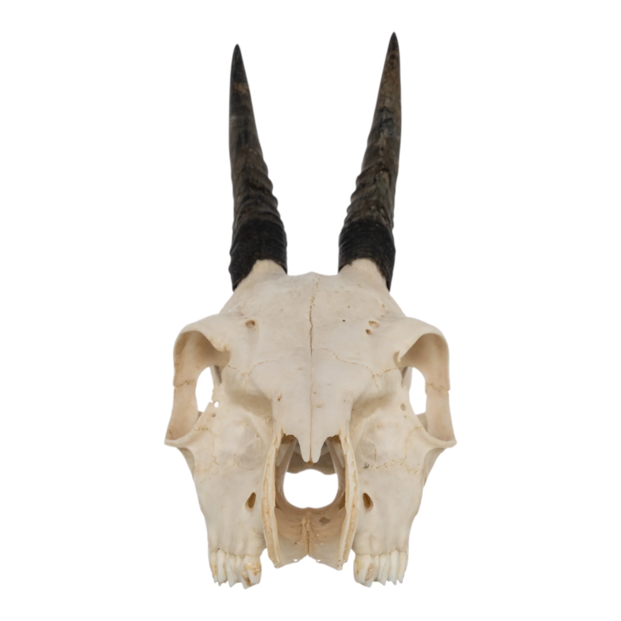 Real Common Duiker Skull - Image 3