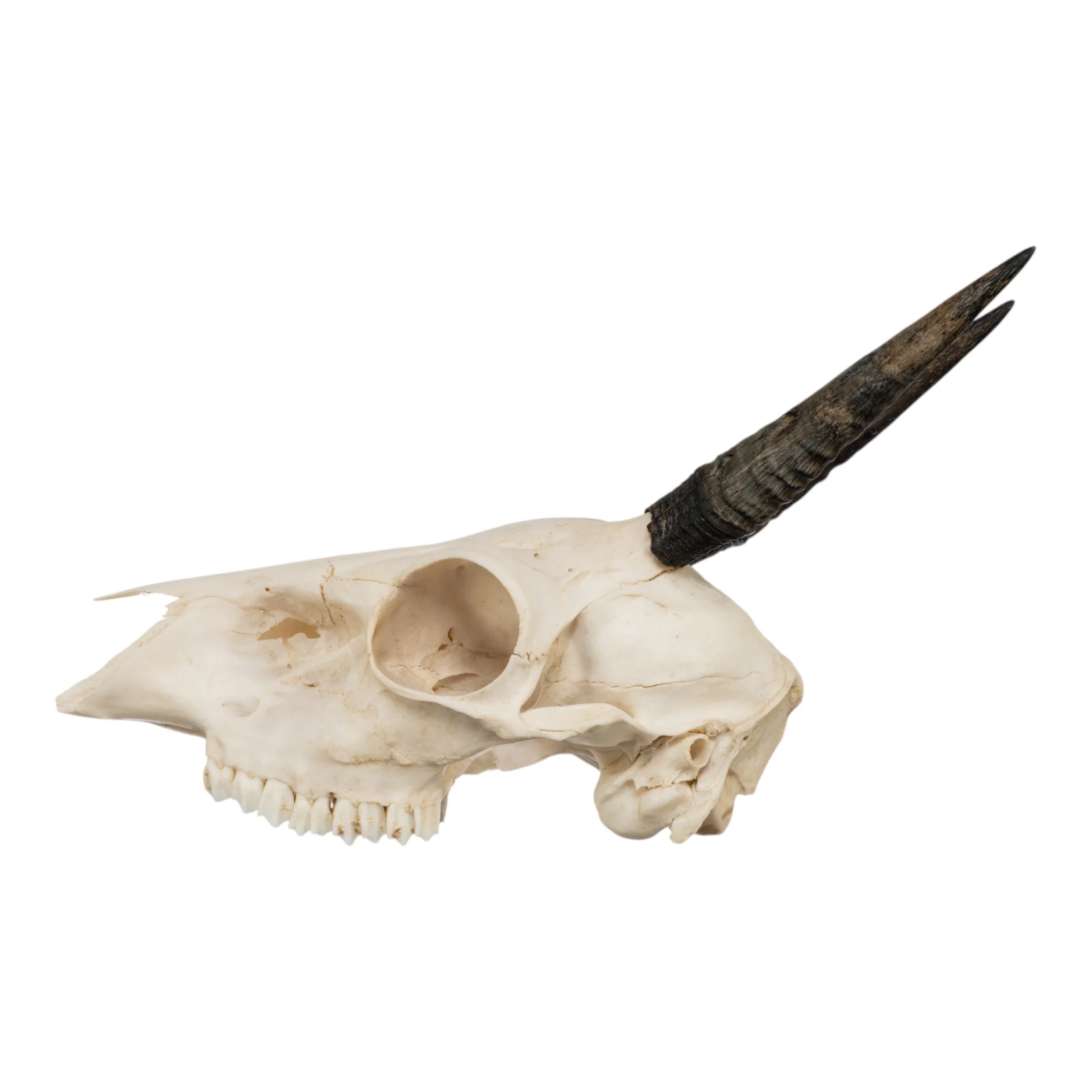 Real Common Duiker Skull - Image 4