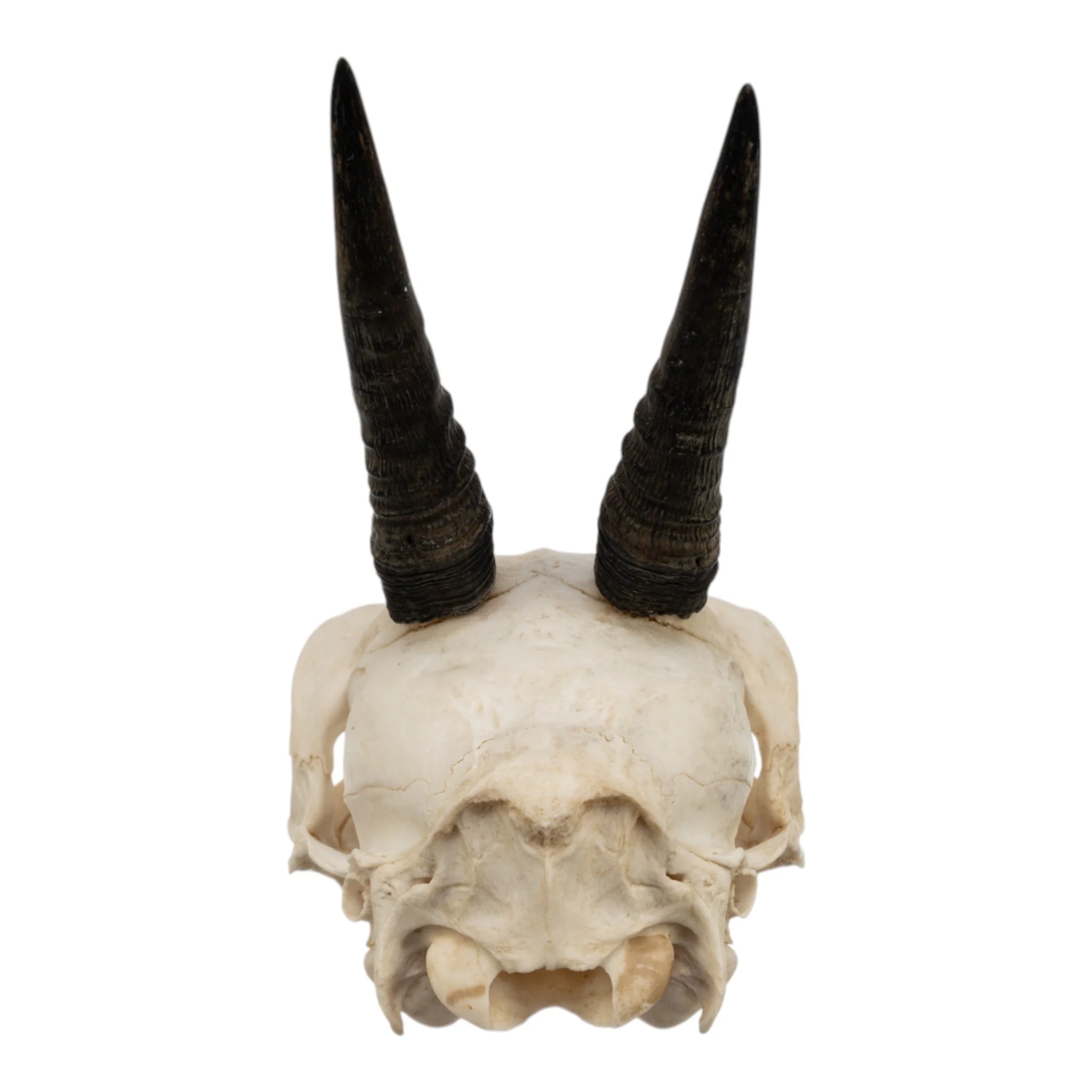 Real Common Duiker Skull - Image 5