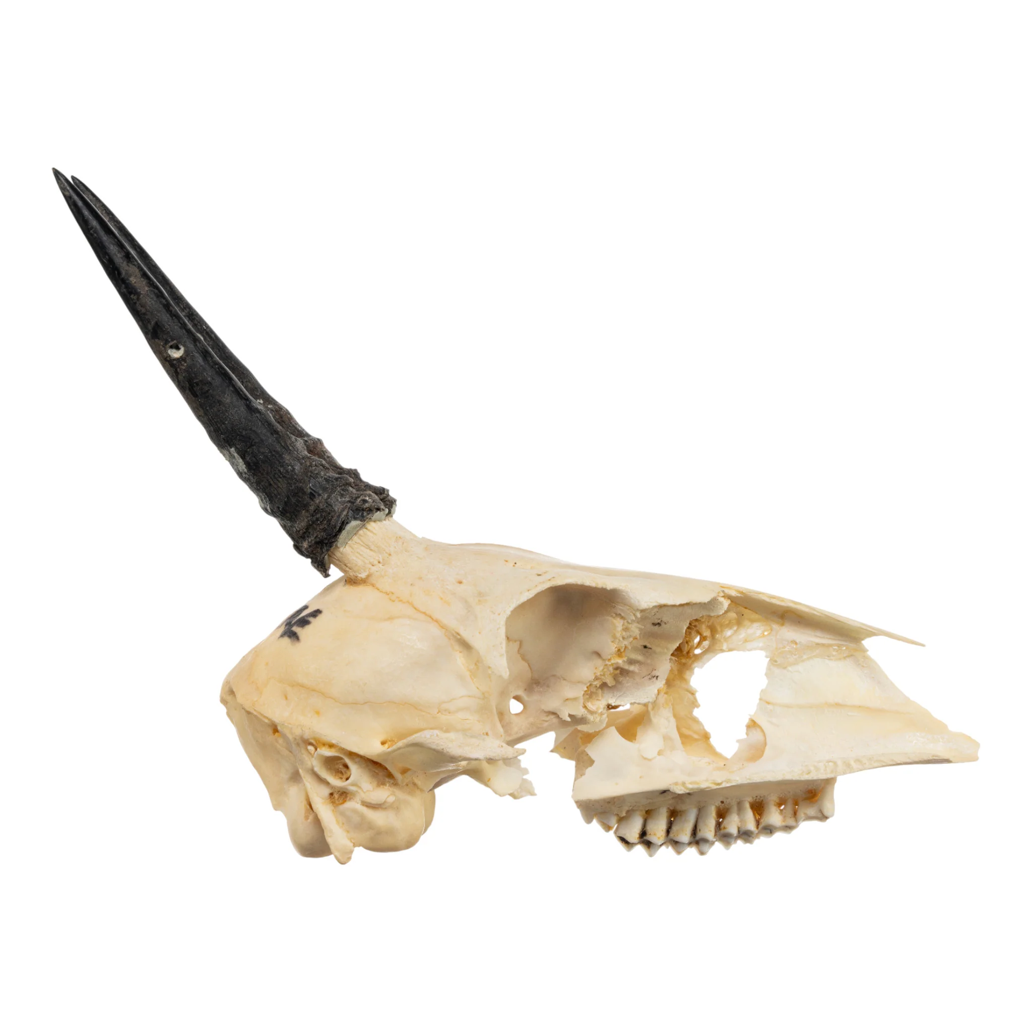 Real Common Duiker Skull - Image 2