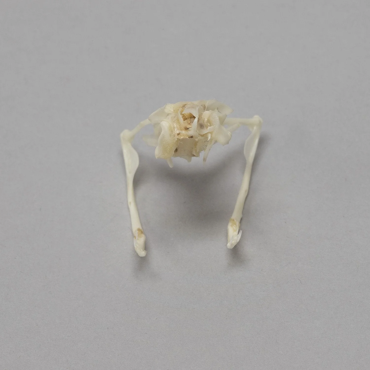 Real Copperhead Snake Skull - Image 3