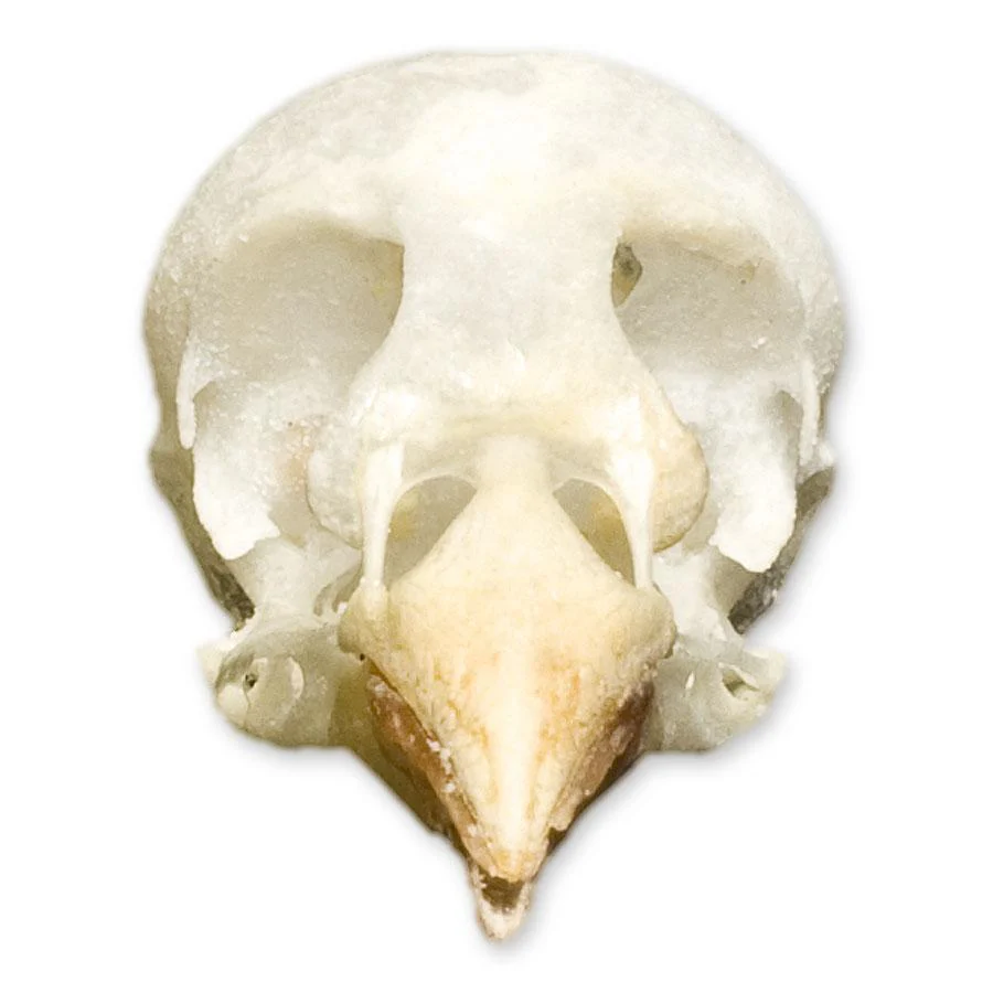 Real Cordon Bleu Skull - Image 3