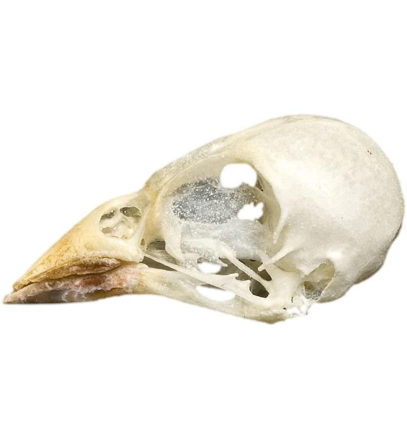 Real Cordon Bleu Skull - Image 4