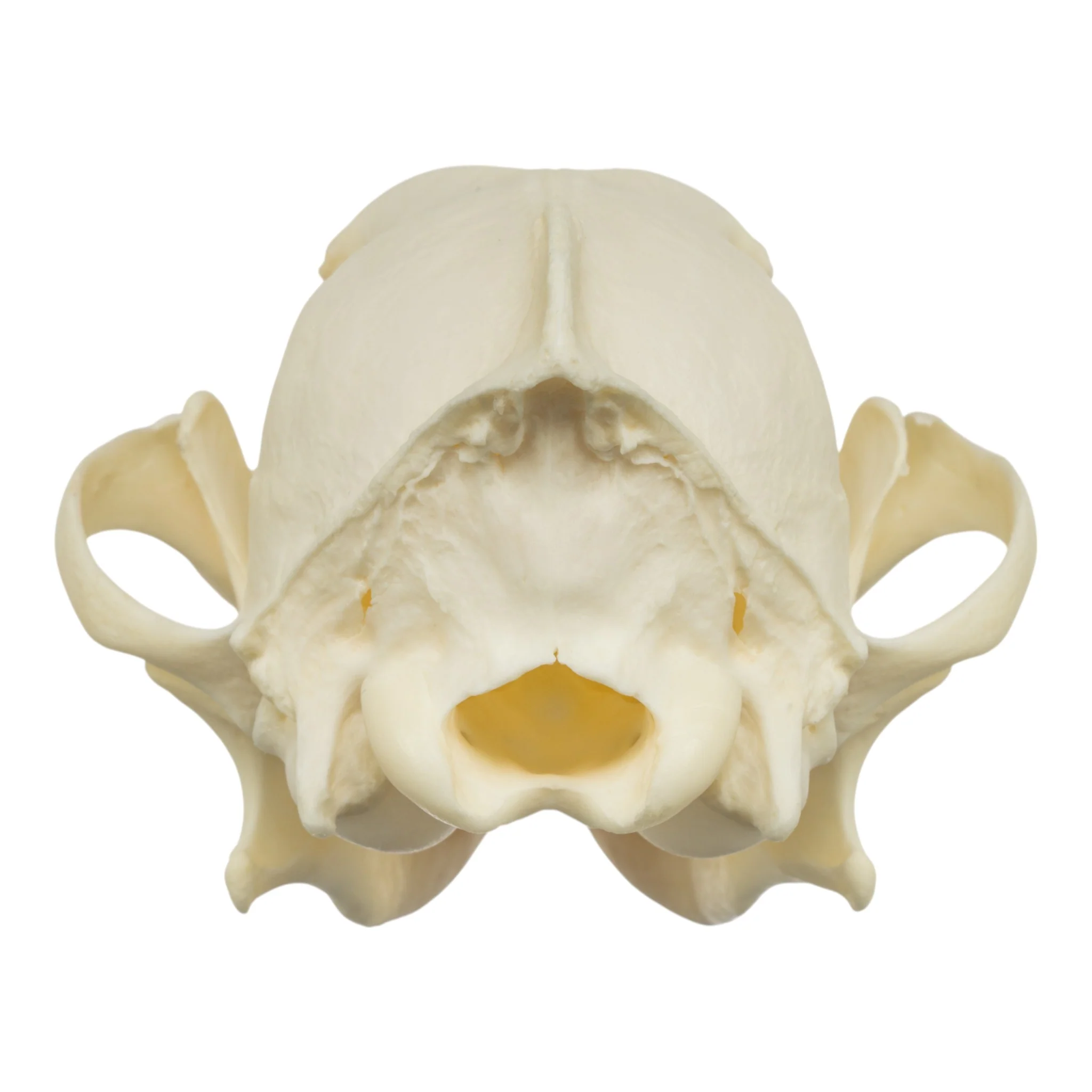 Real Coyote Skull - Image 5