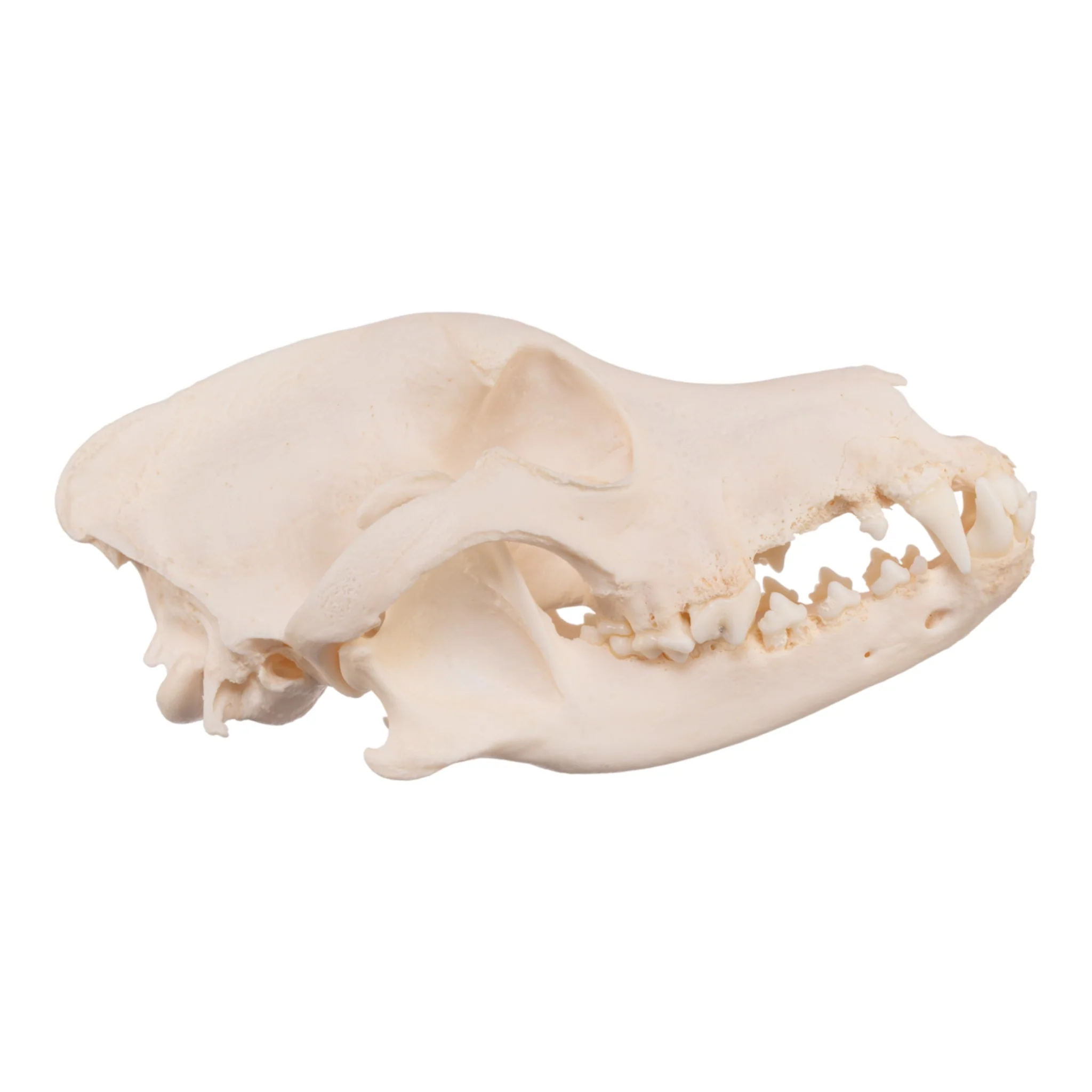 Real Domestic Dog Skull - Severe Periodontal - Image 4