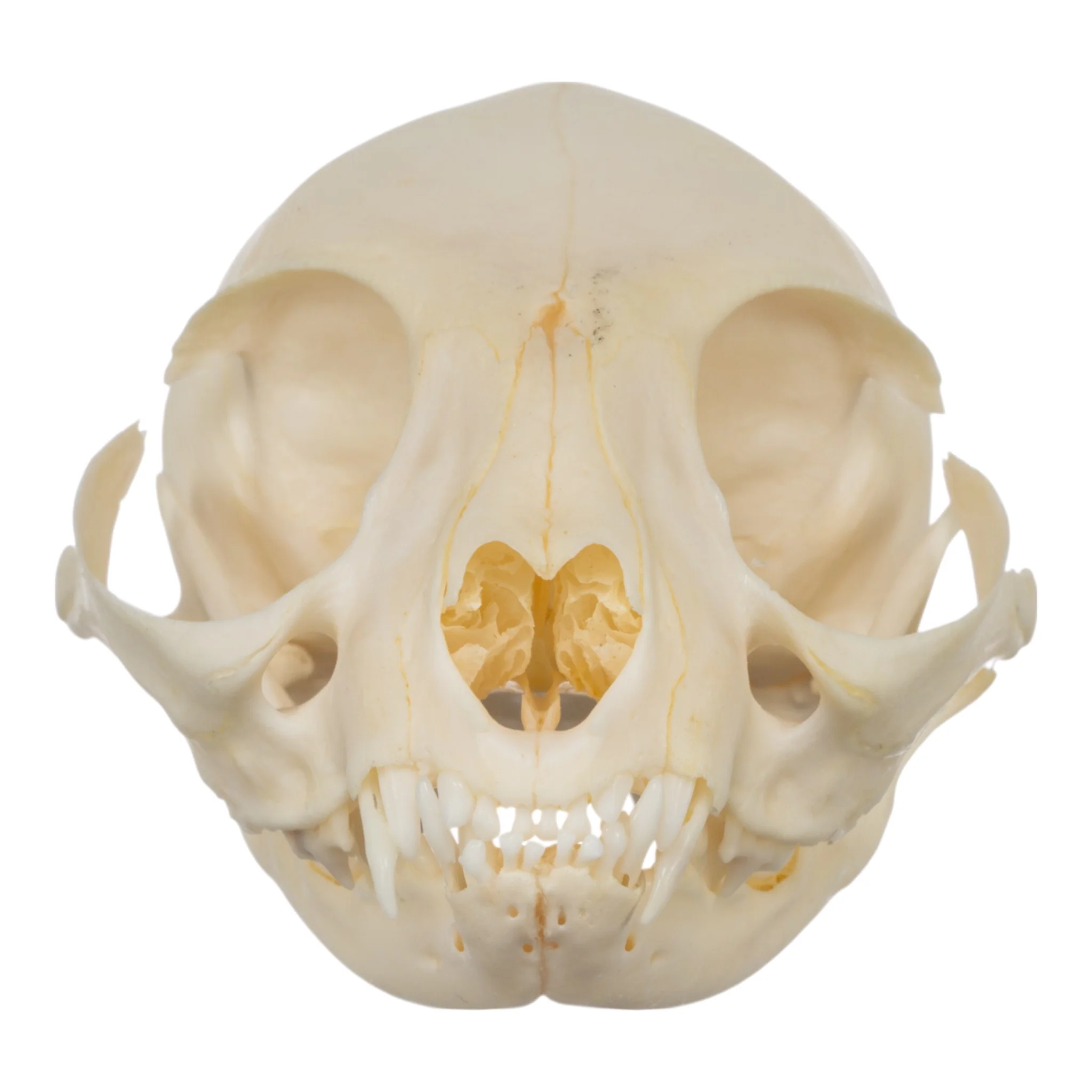 Real Domestic Cat Skull - Adolescent - Image 3