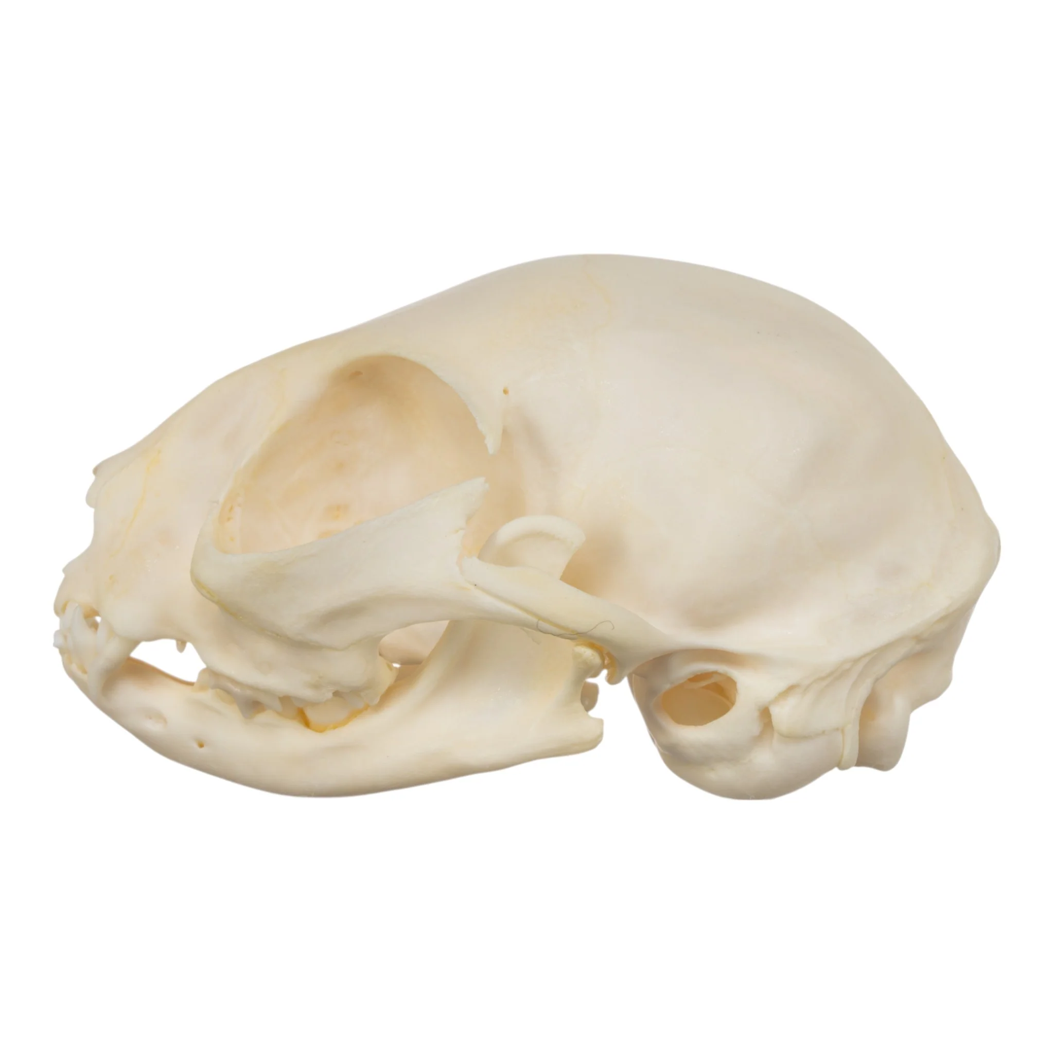 Real Domestic Cat Skull - Adolescent - Image 4