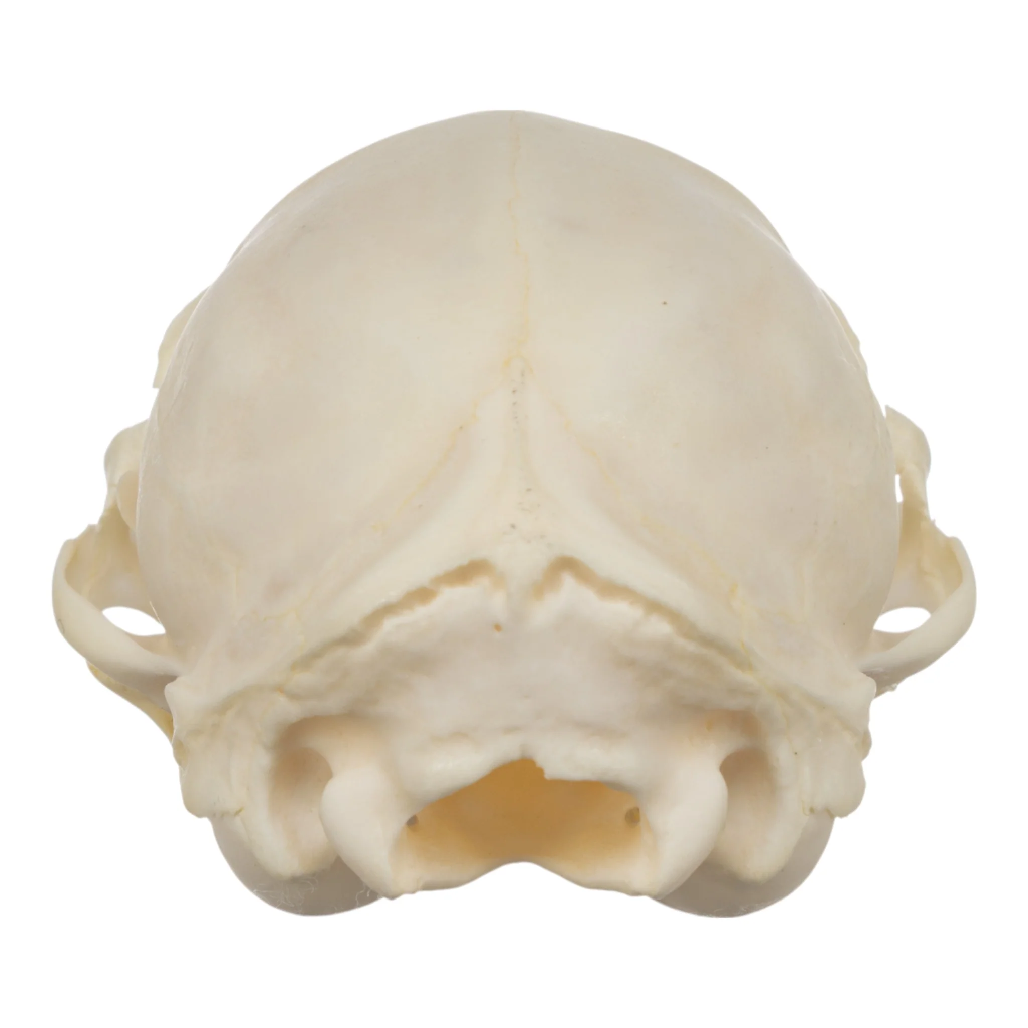 Real Domestic Cat Skull - Adolescent - Image 5