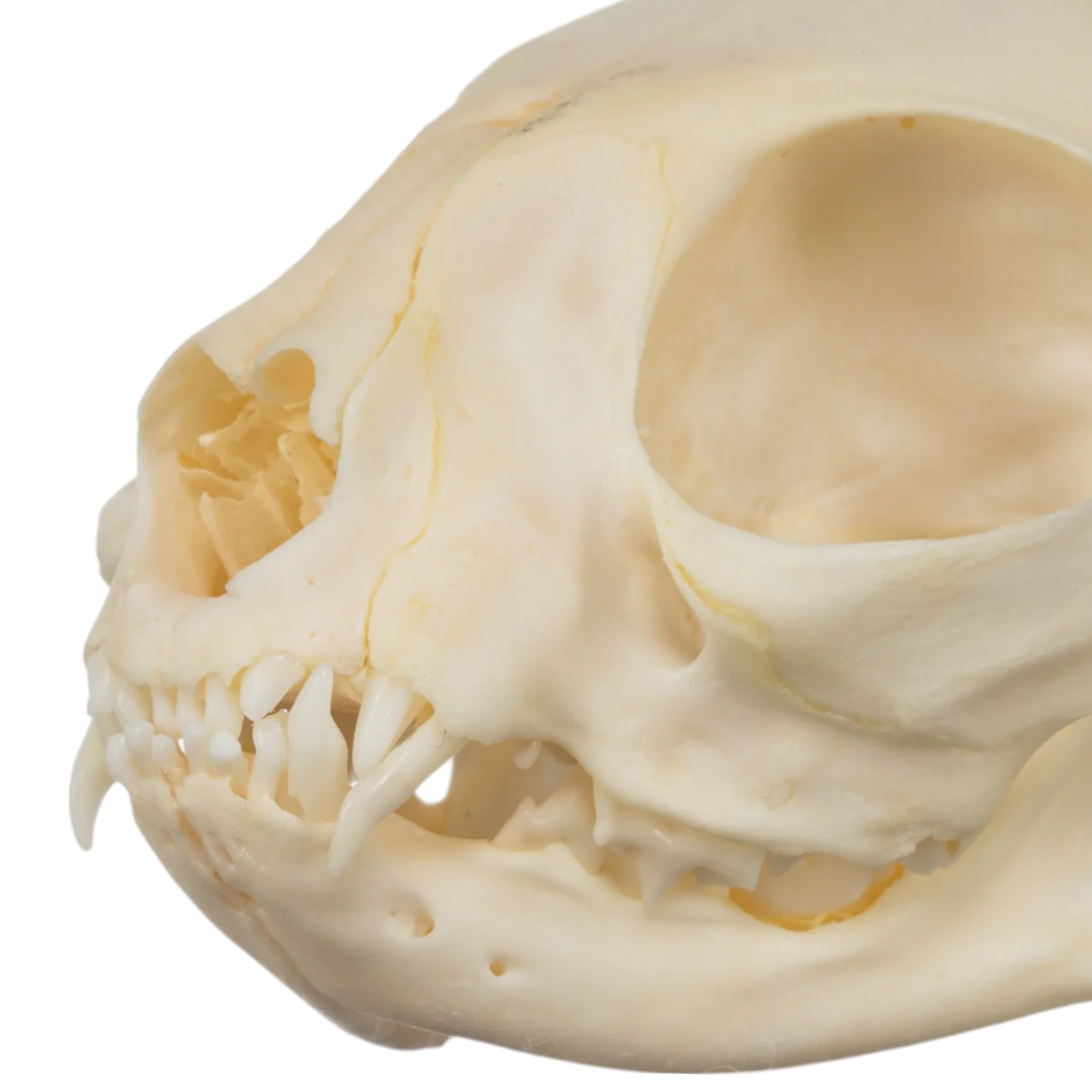 Real Domestic Cat Skull - Adolescent - Image 6