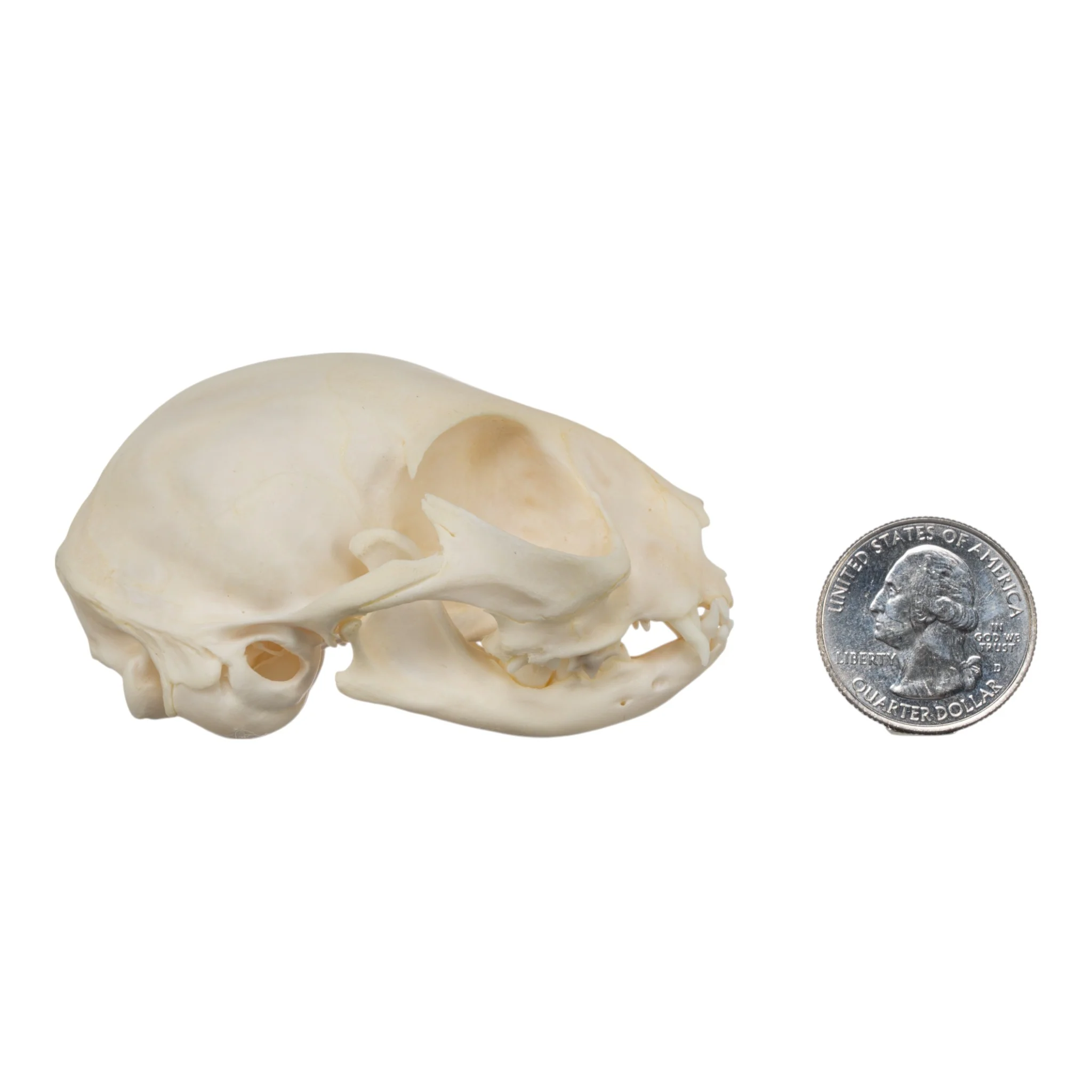 Real Domestic Cat Skull - Adolescent - Image 7