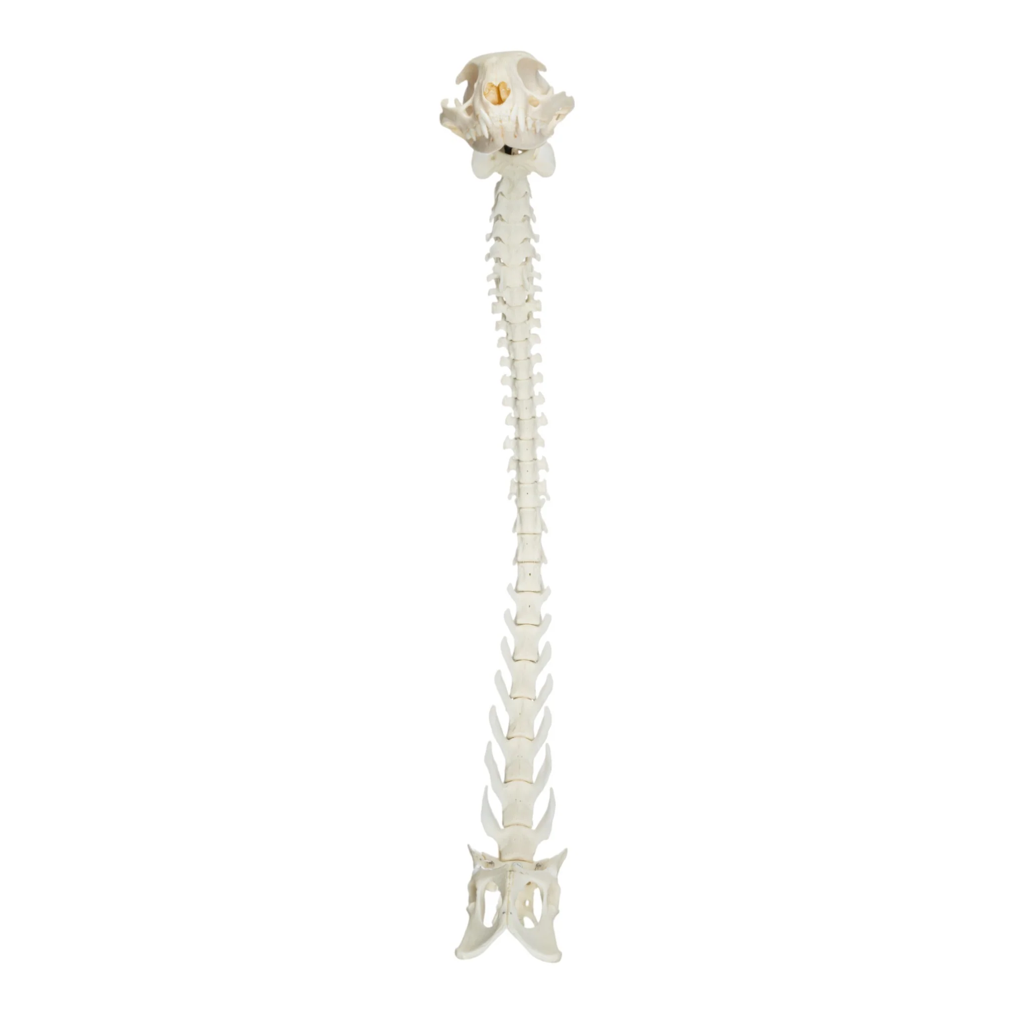 Real Domestic Cat Articulated Spine and Skull - Flexible Model