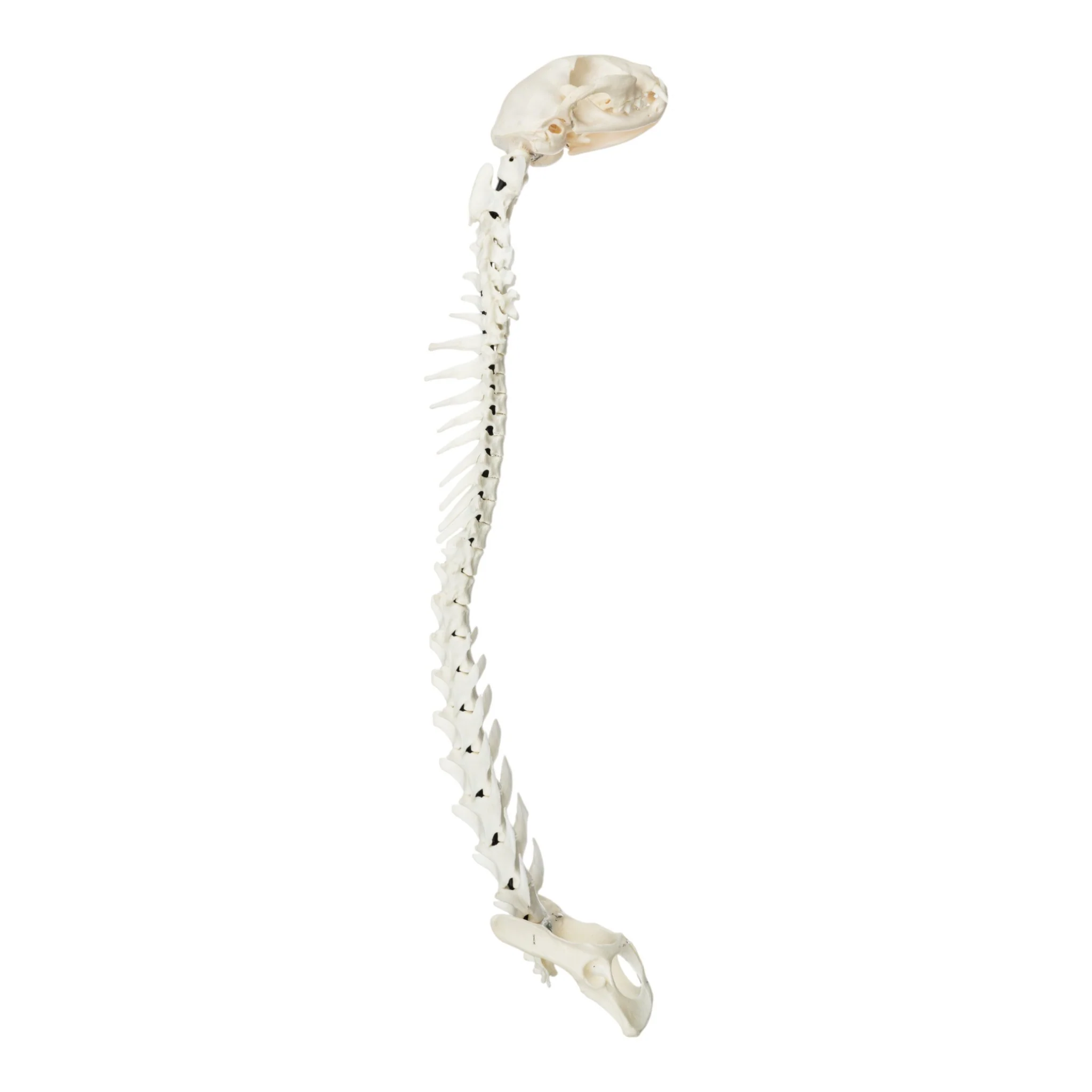 Real Domestic Cat Articulated Spine and Skull - Flexible Model - Image 2
