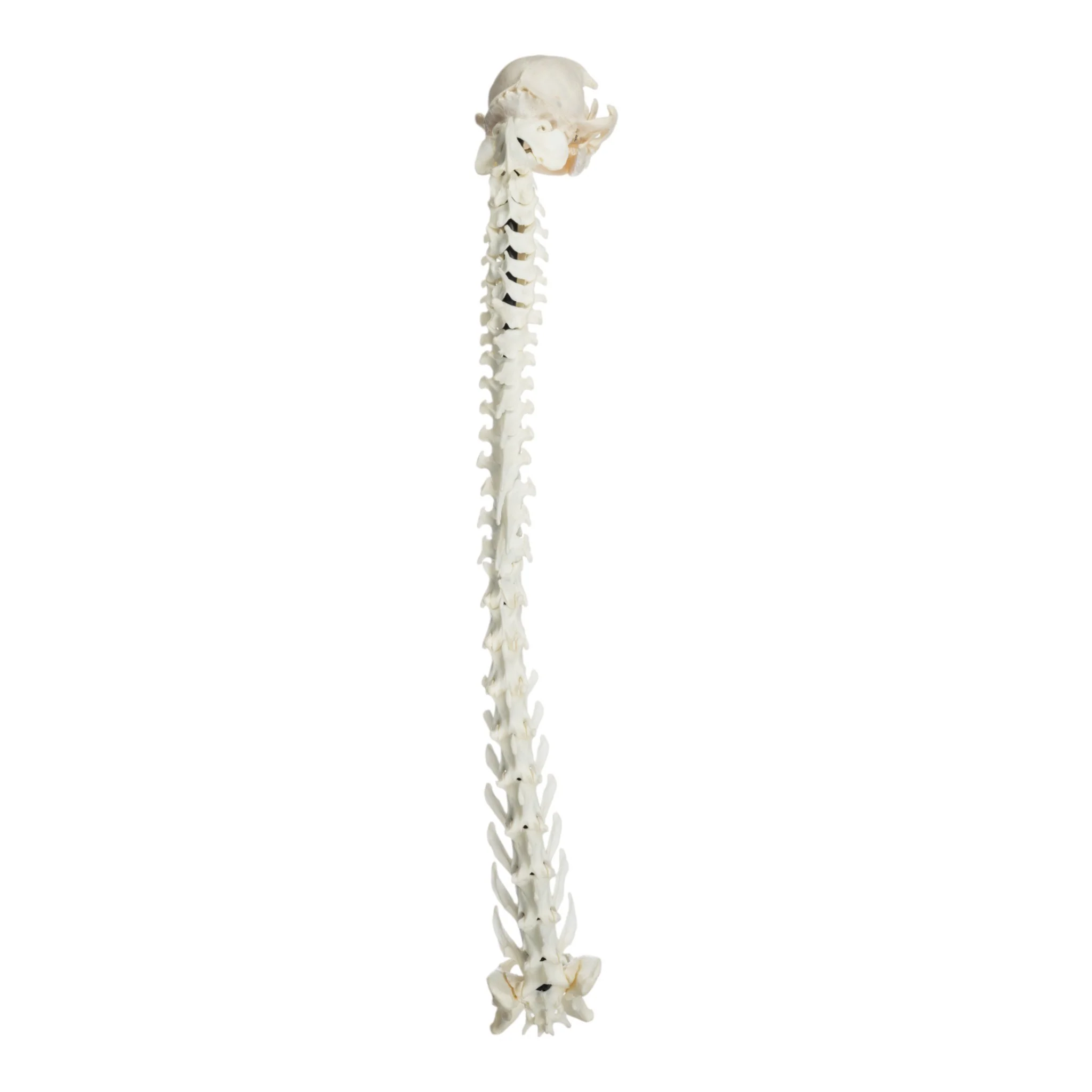 Real Domestic Cat Articulated Spine and Skull - Flexible Model - Image 3
