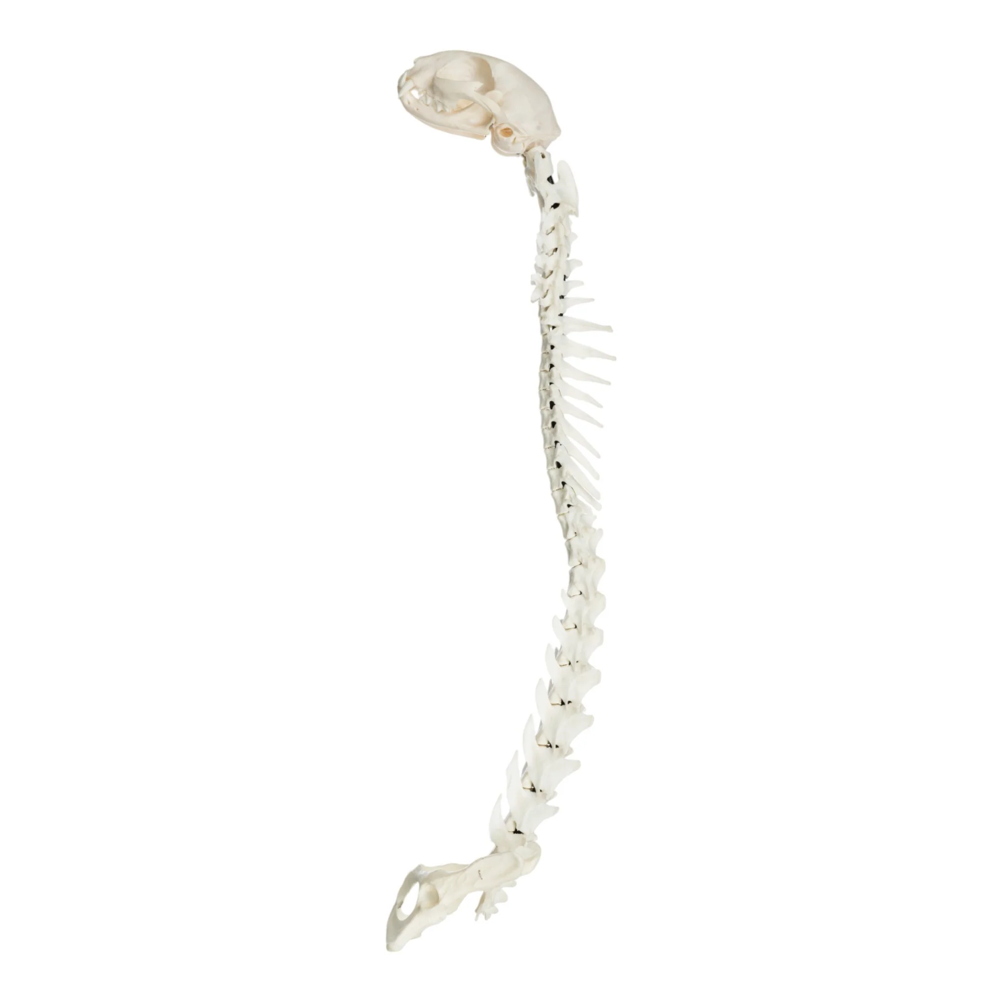 Real Domestic Cat Articulated Spine and Skull - Flexible Model - Image 4