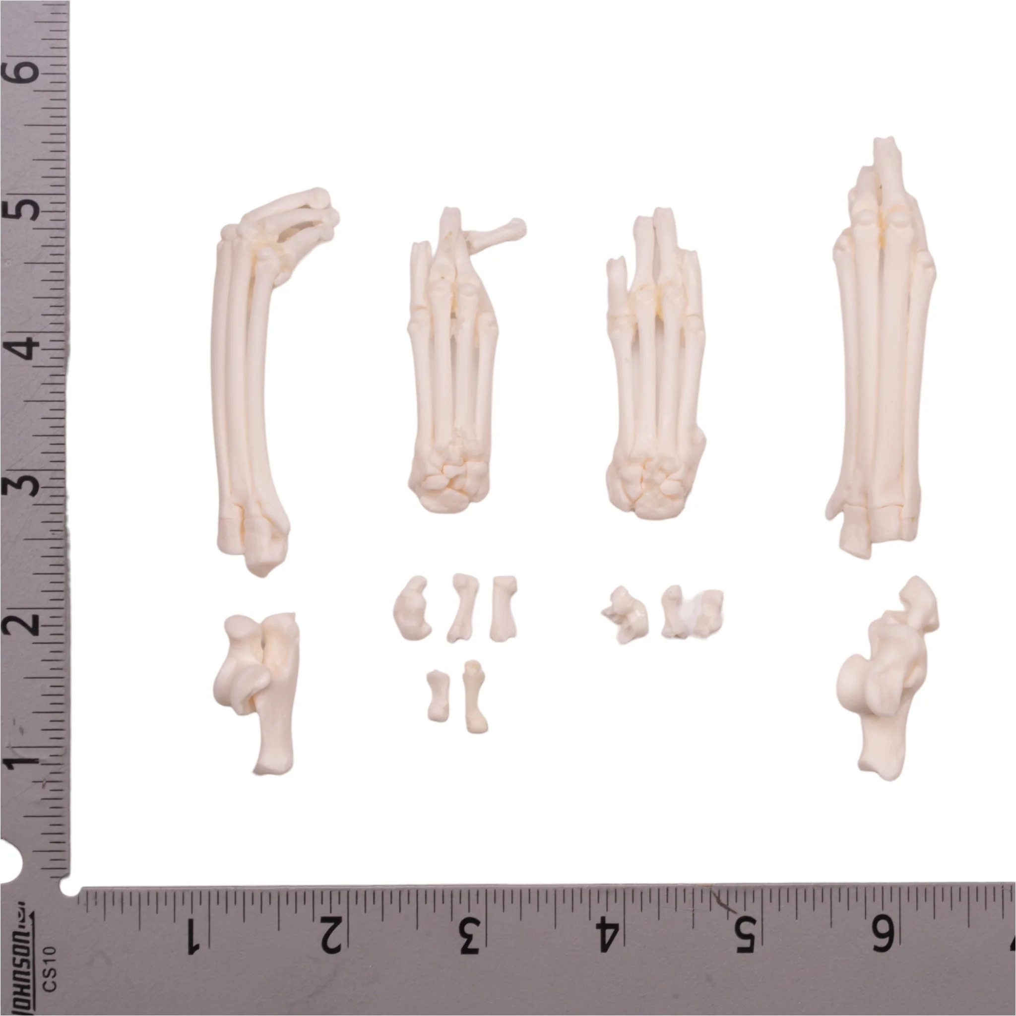 Real Domestic Cat Foot - Single - Image 3