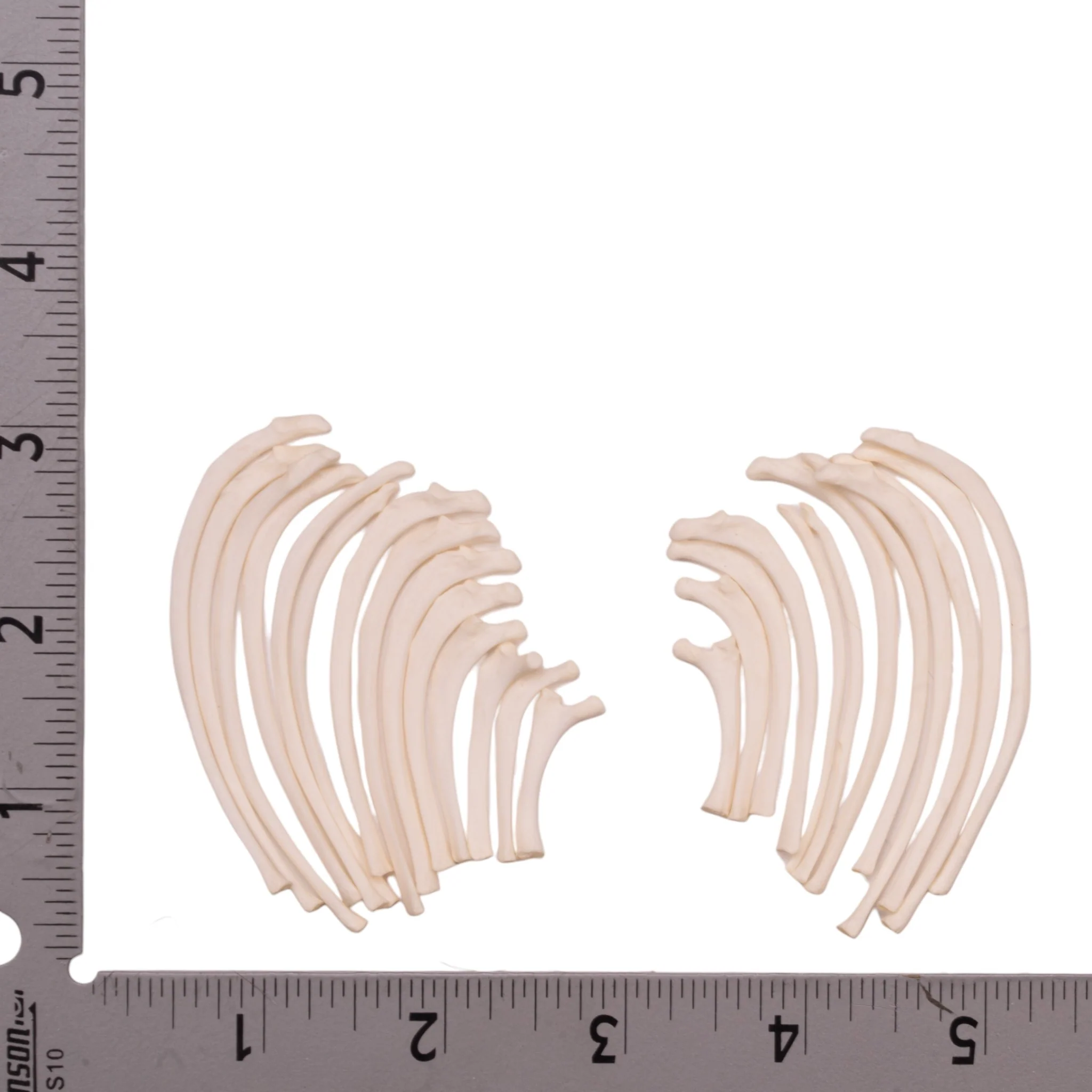 Real Domestic Cat Ribs Set - Image 2
