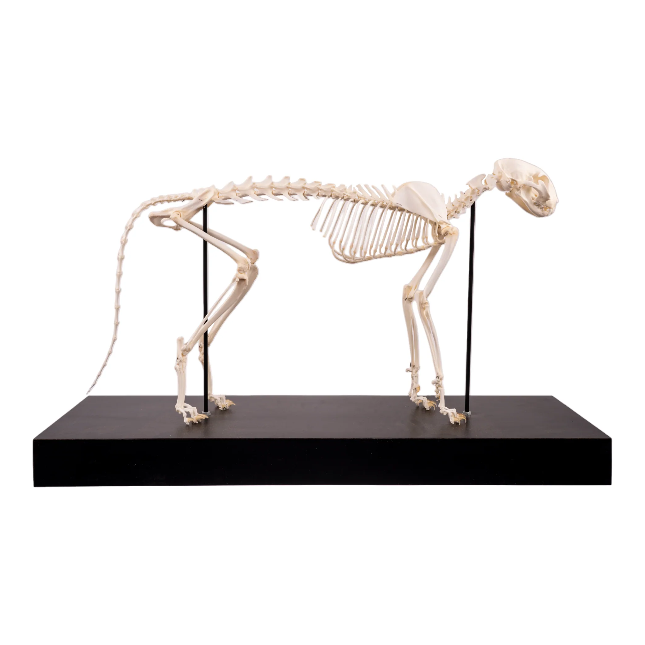 Real Domestic Cat Skeleton by Skulls Unlimited - Image 3
