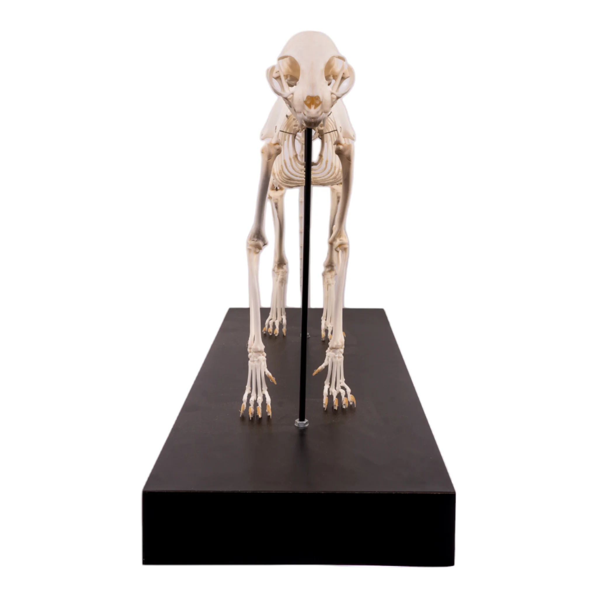 Real Domestic Cat Skeleton by Skulls Unlimited - Image 4