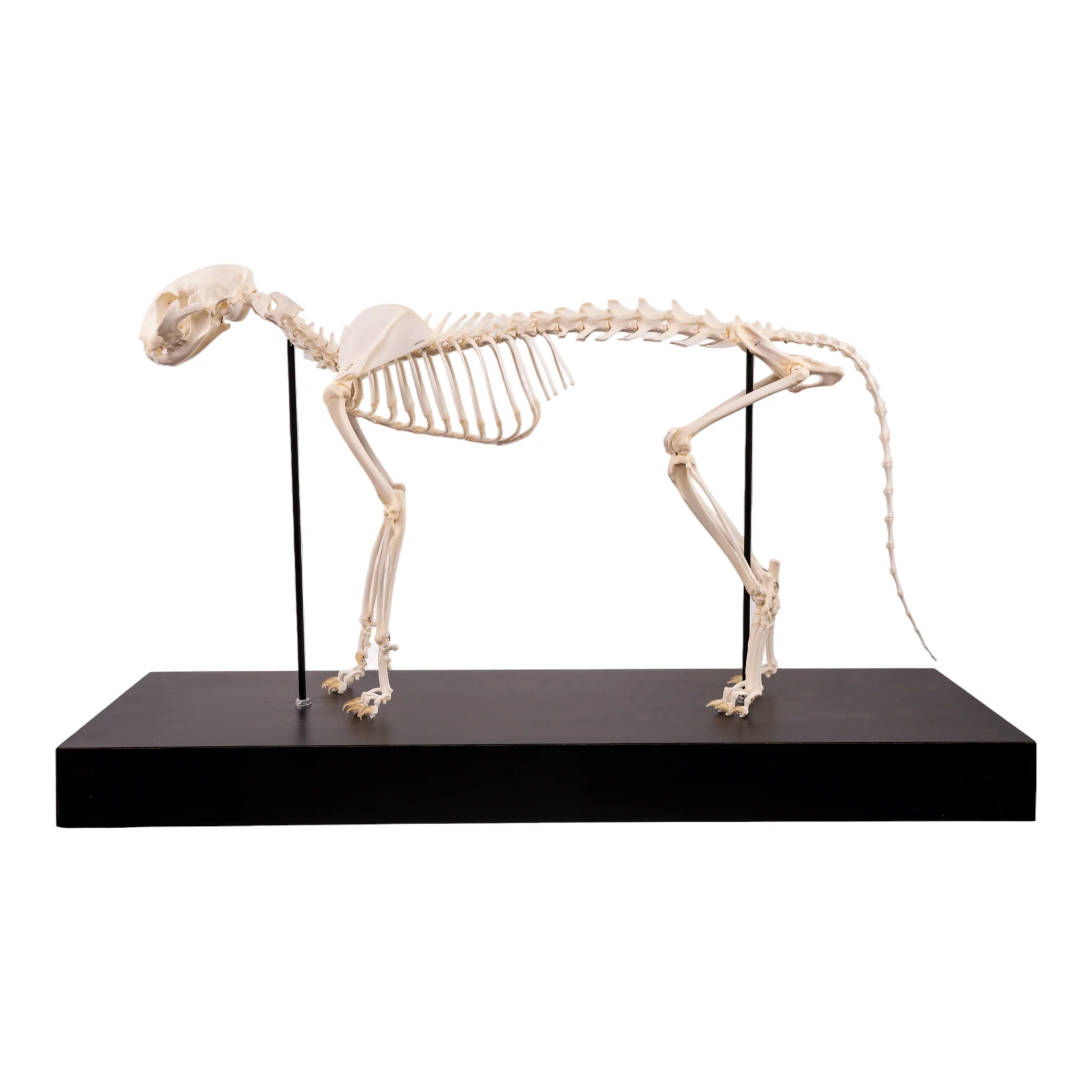 Real Domestic Cat Skeleton by Skulls Unlimited - Image 5