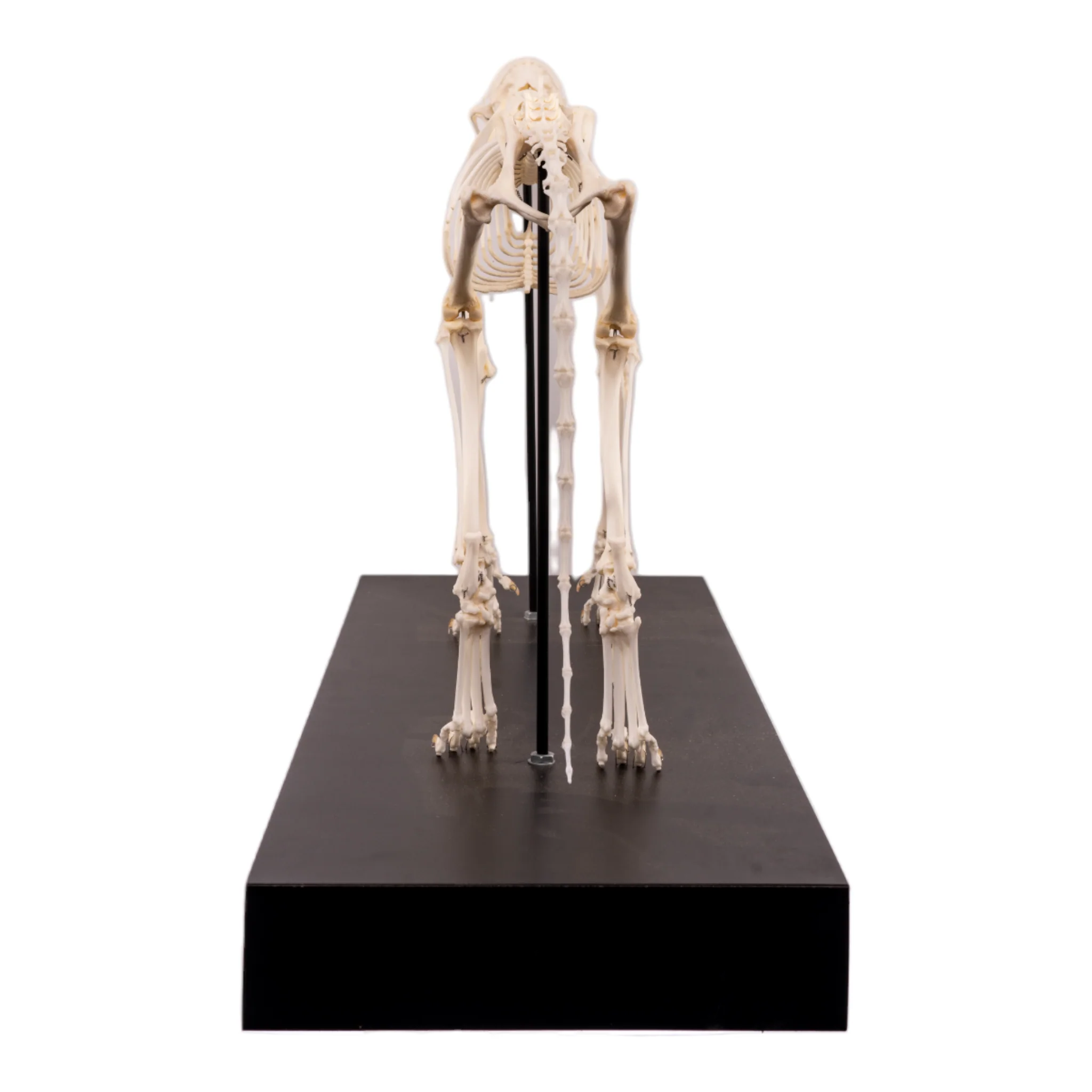 Real Domestic Cat Skeleton by Skulls Unlimited - Image 6