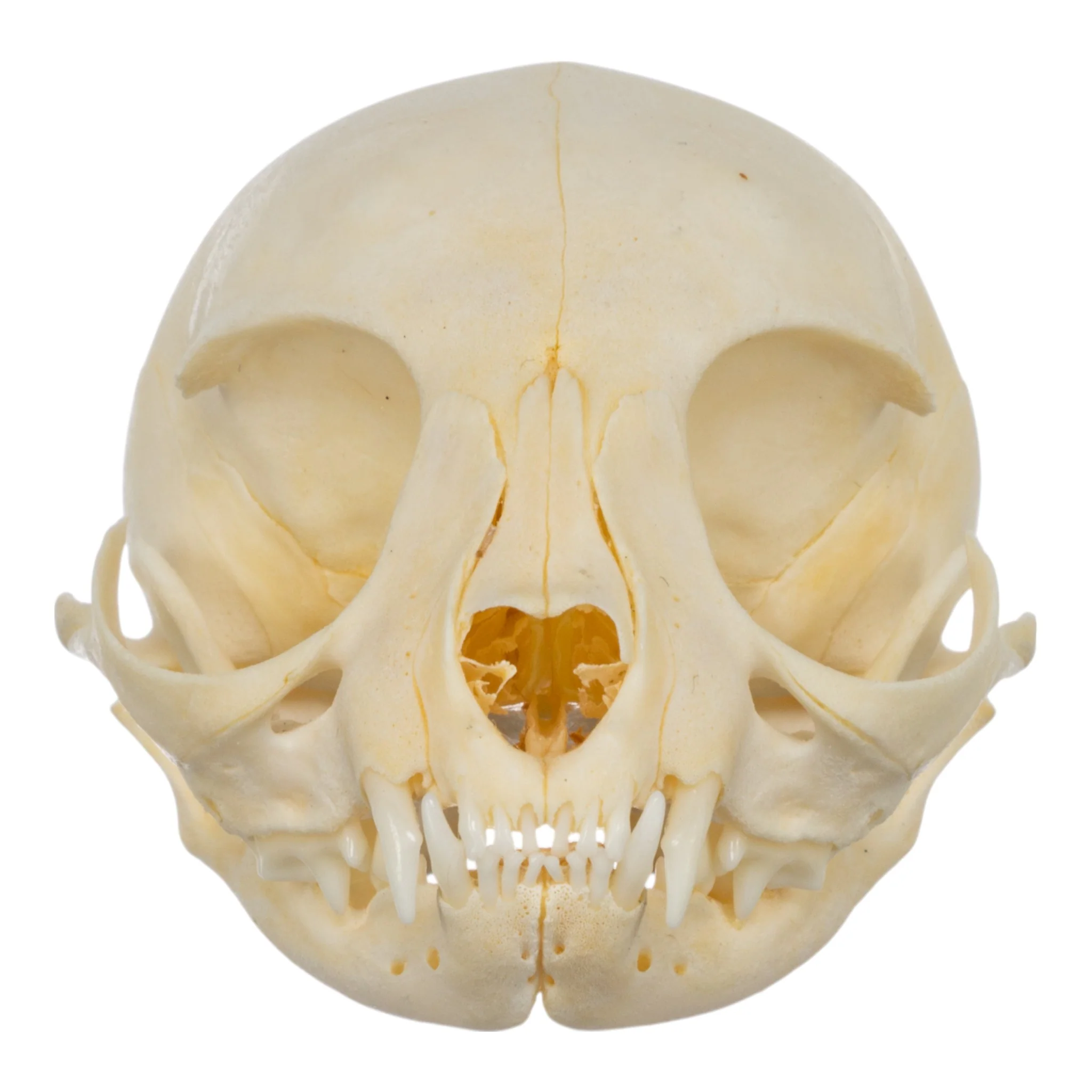 Real Domestic Cat Skull - Kitten - Image 3