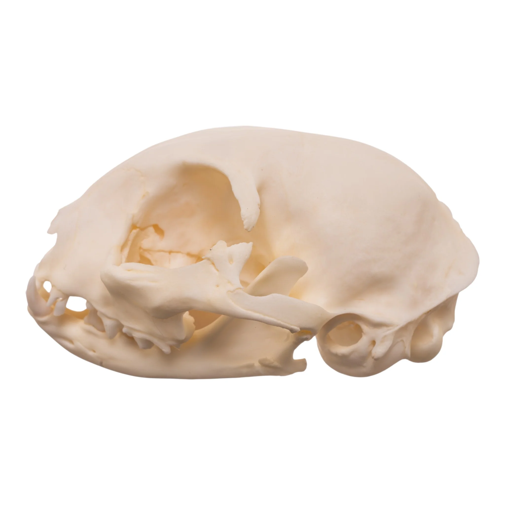 Real Domestic Cat Skull - Pathology - Image 4