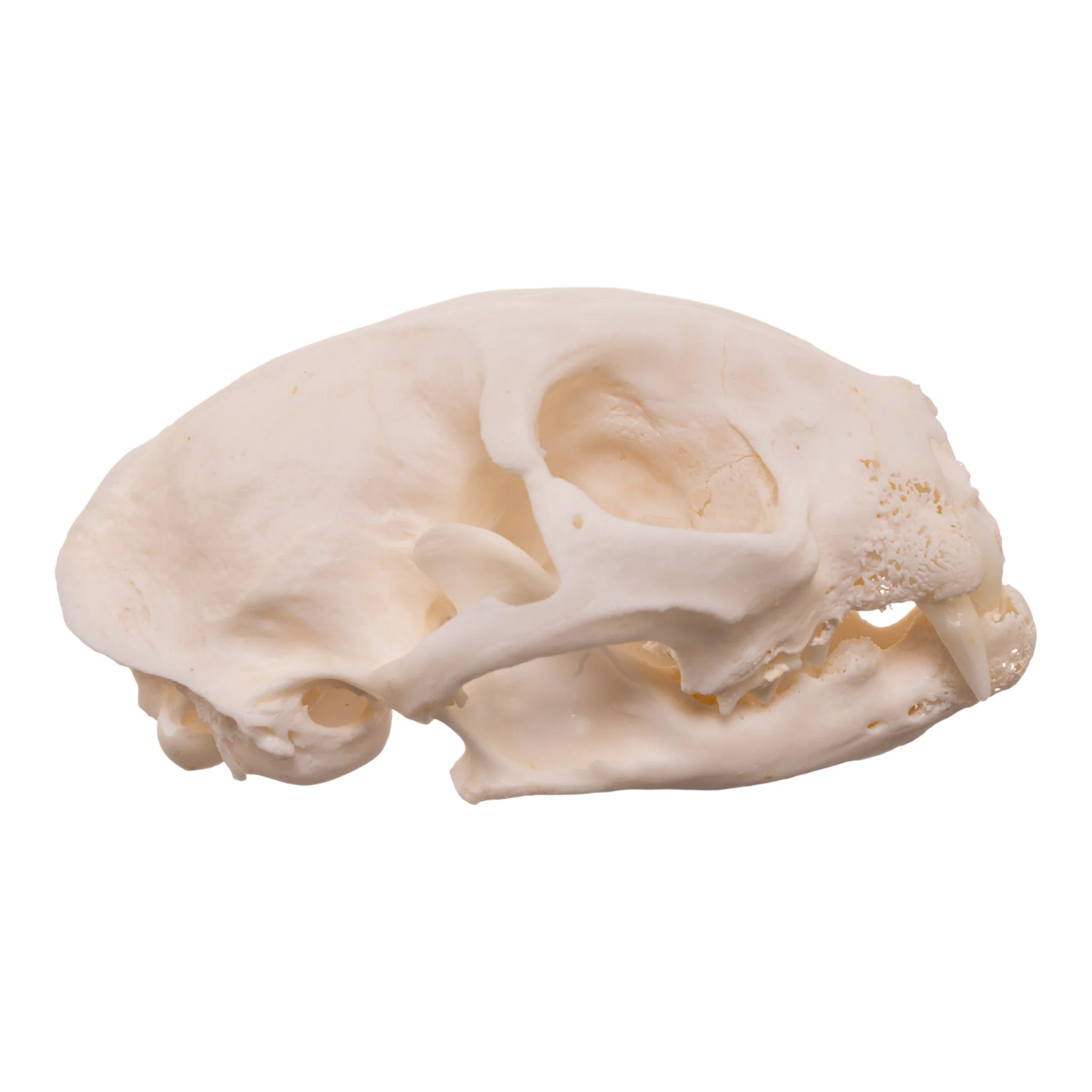 Real Domestic Cat Skull - Pathology - Image 2