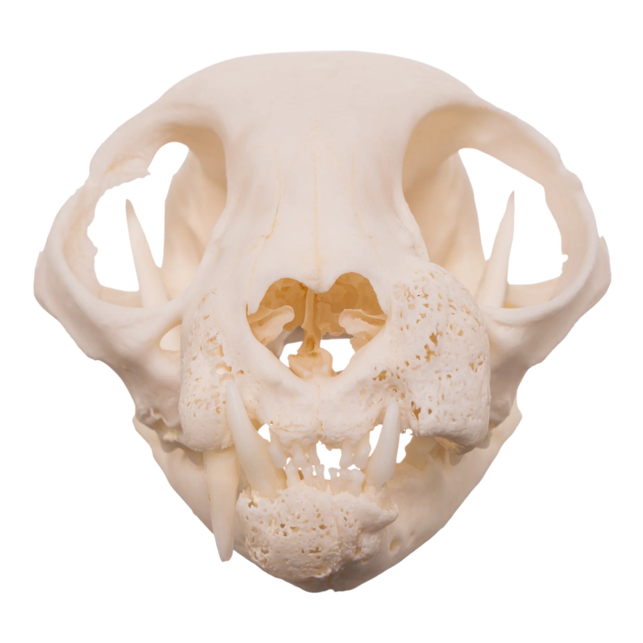 Real Domestic Cat Skull - Pathology - Image 3