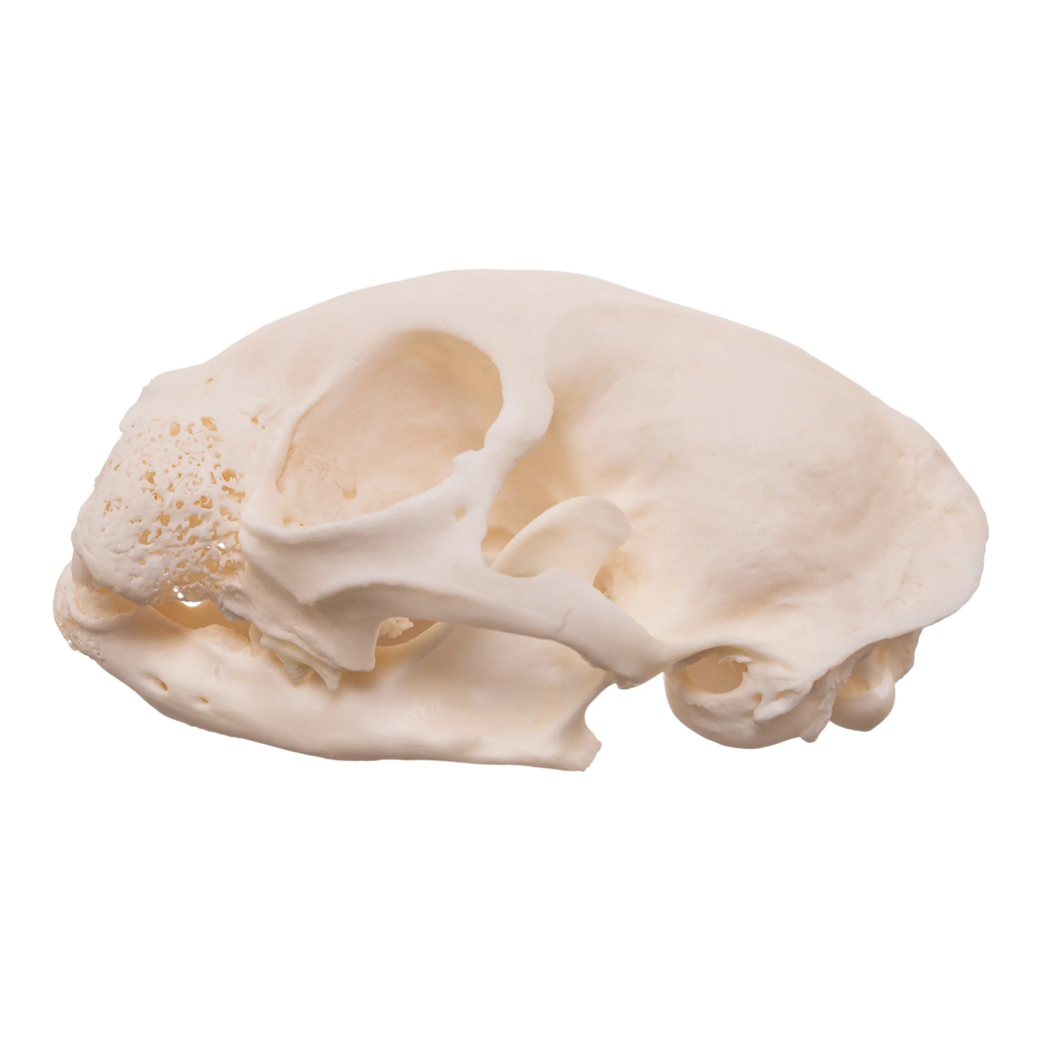 Real Domestic Cat Skull - Pathology - Image 4