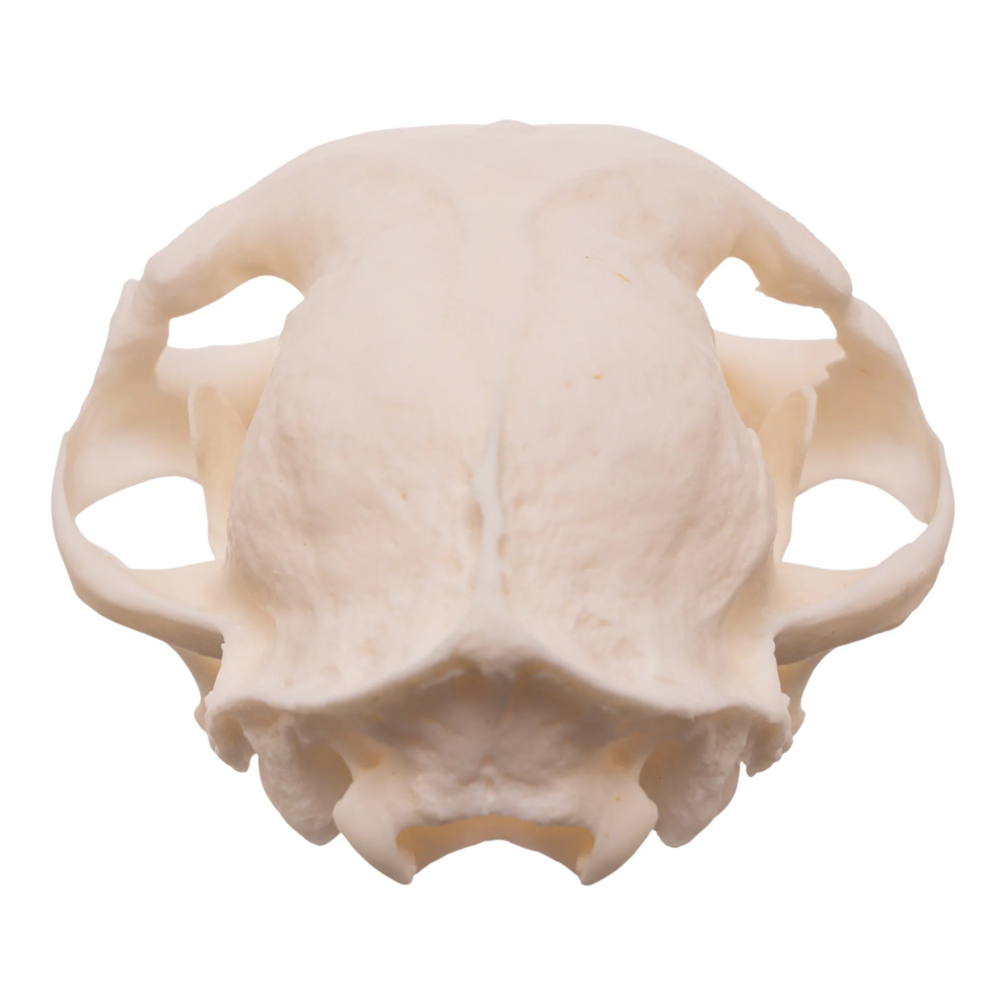 Real Domestic Cat Skull - Pathology - Image 5