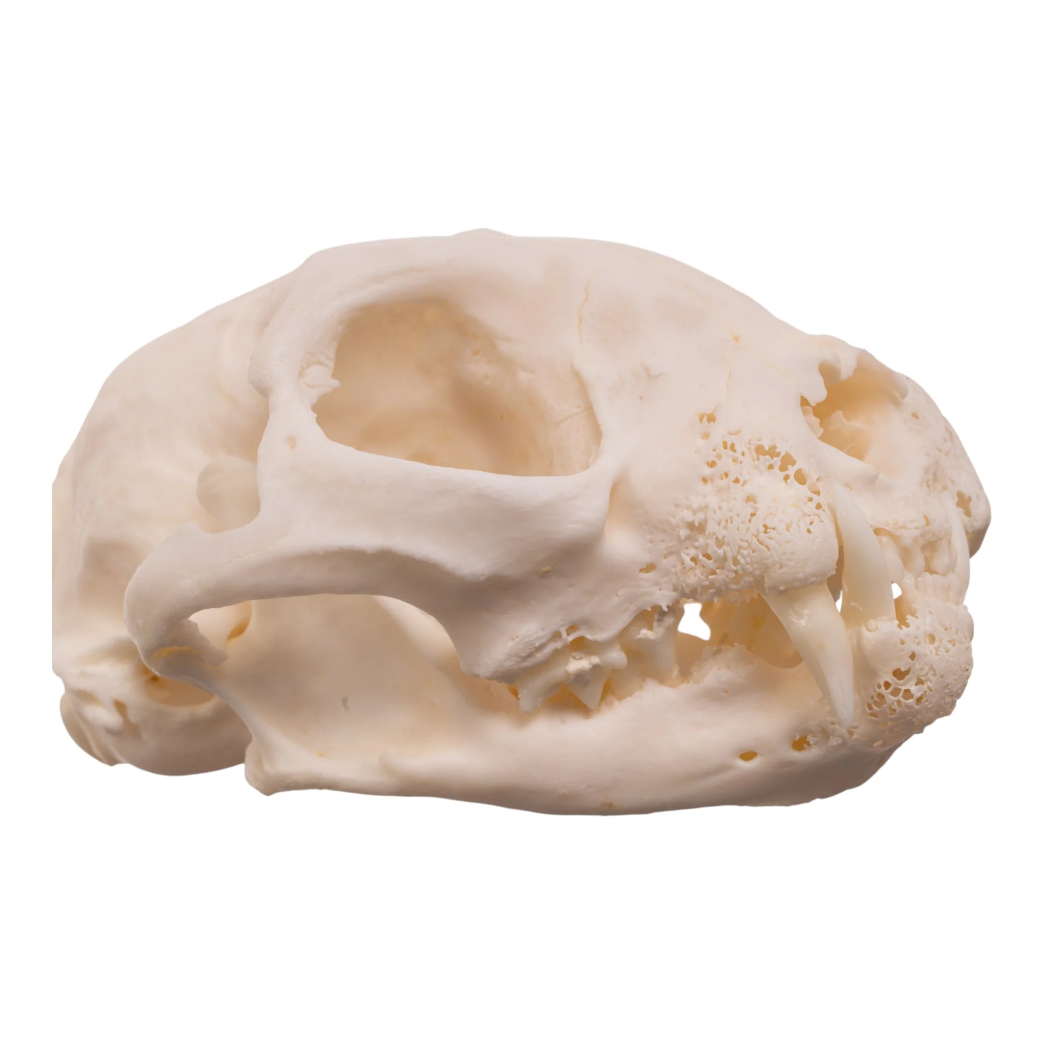 Real Domestic Cat Skull - Pathology - Image 6