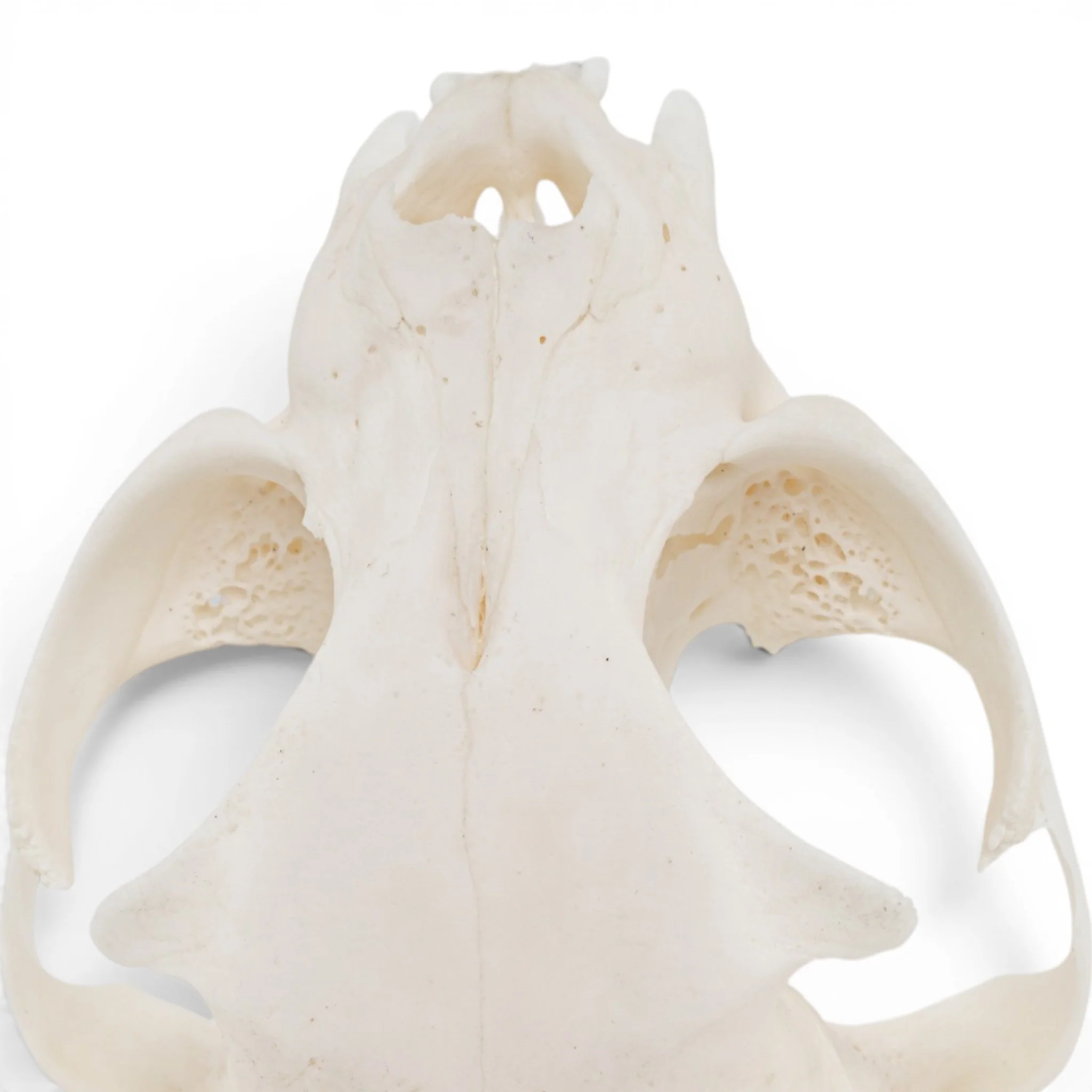 Real Domestic Cat Skull - Pathology - Image 8