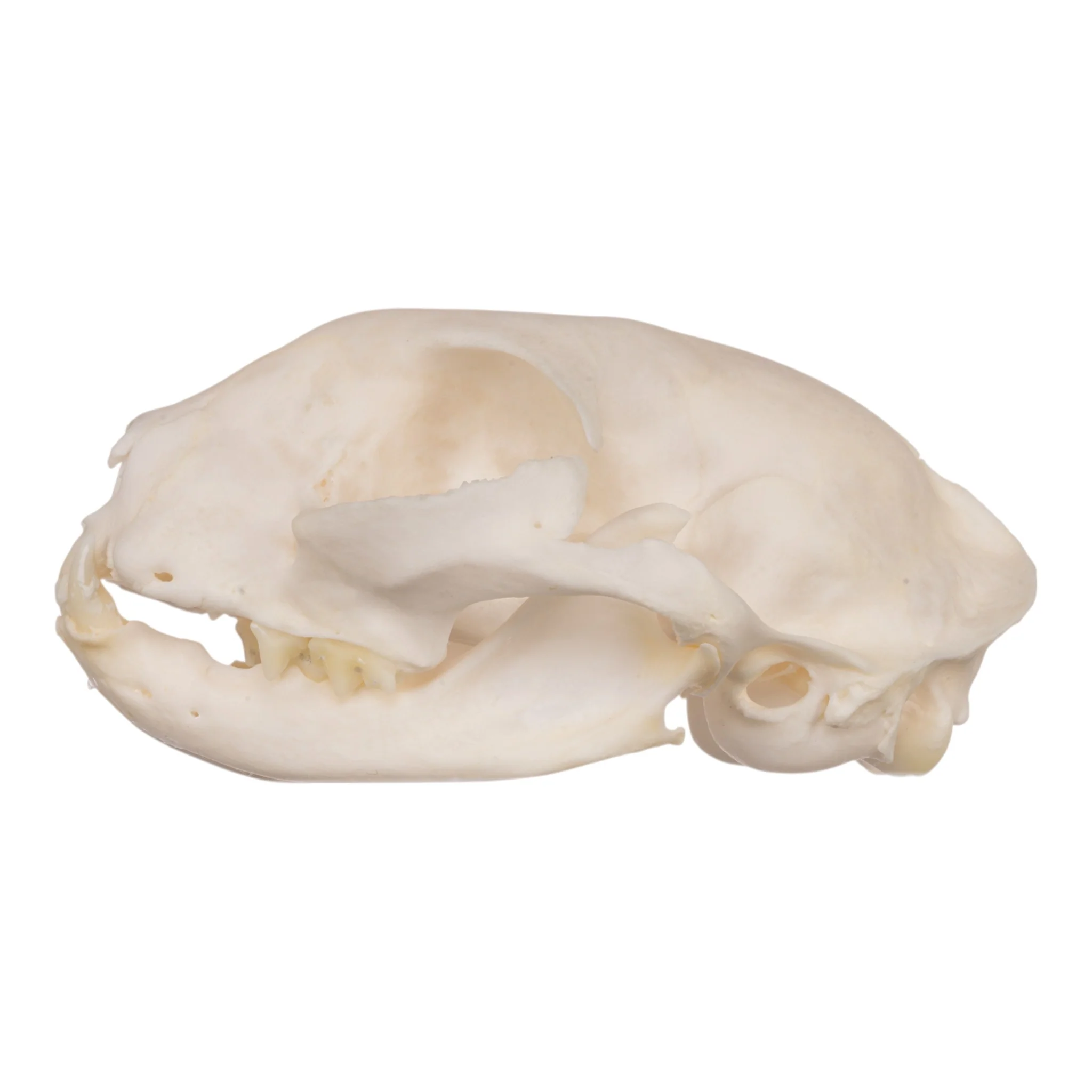 Real Domestic Cat Skull - Periodontal - Image 9