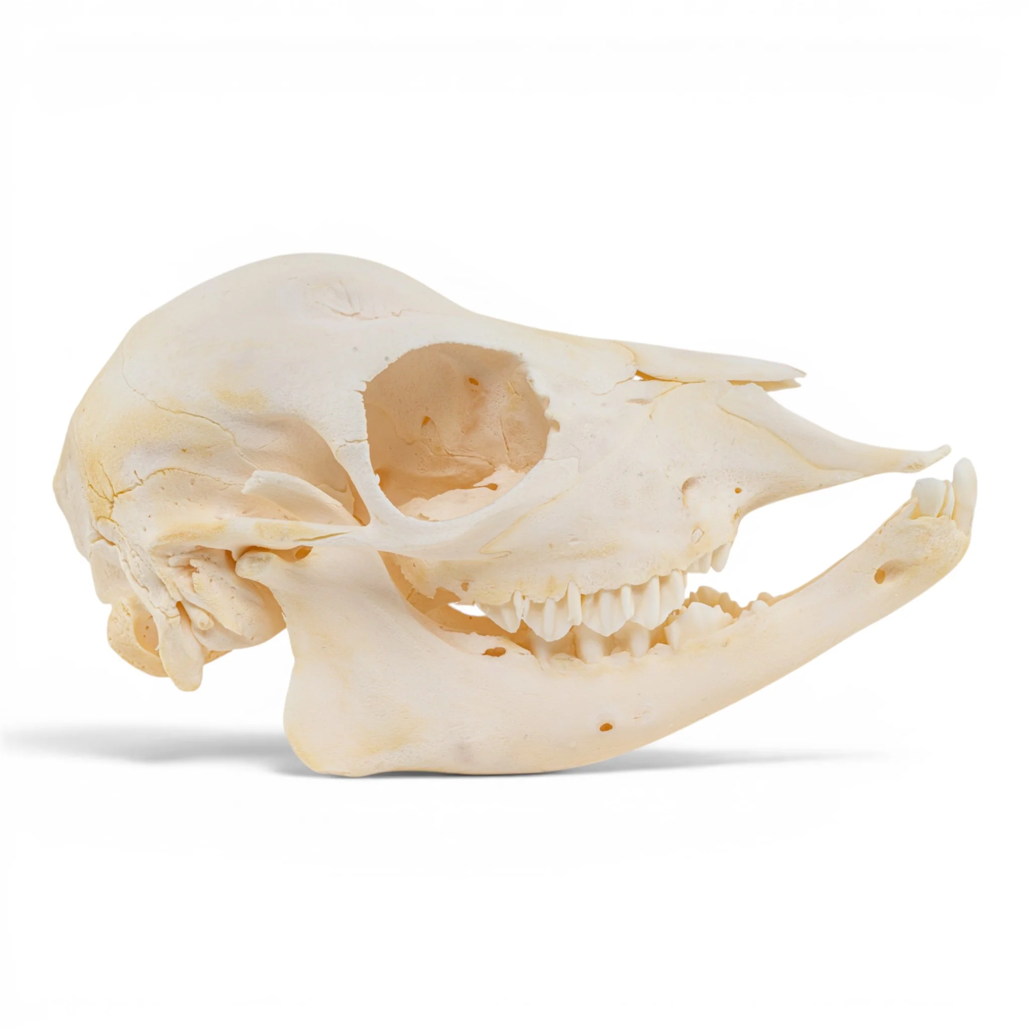 Real Domestic Cow Skull - Fetal - Image 2