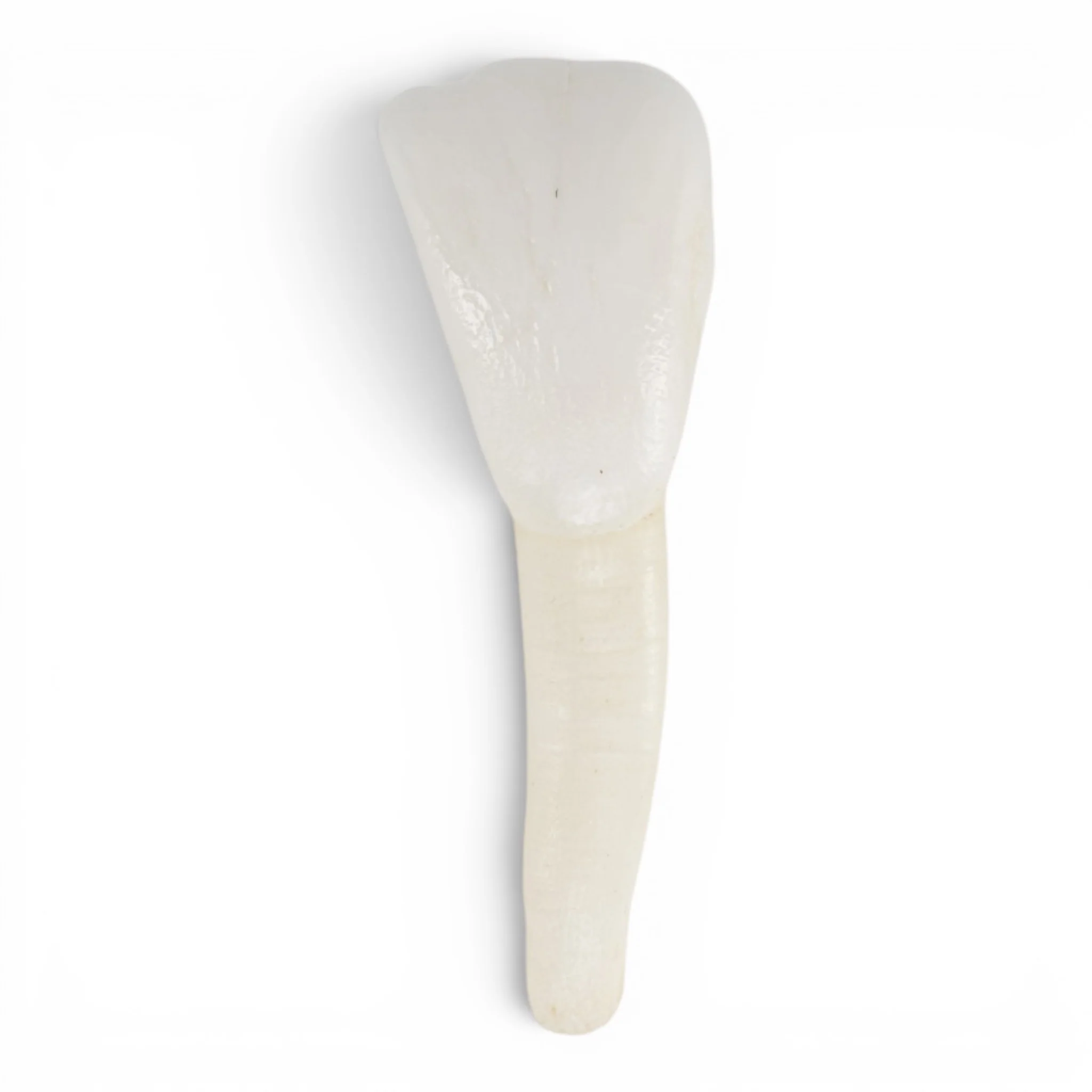Real Domestic Cow Teeth