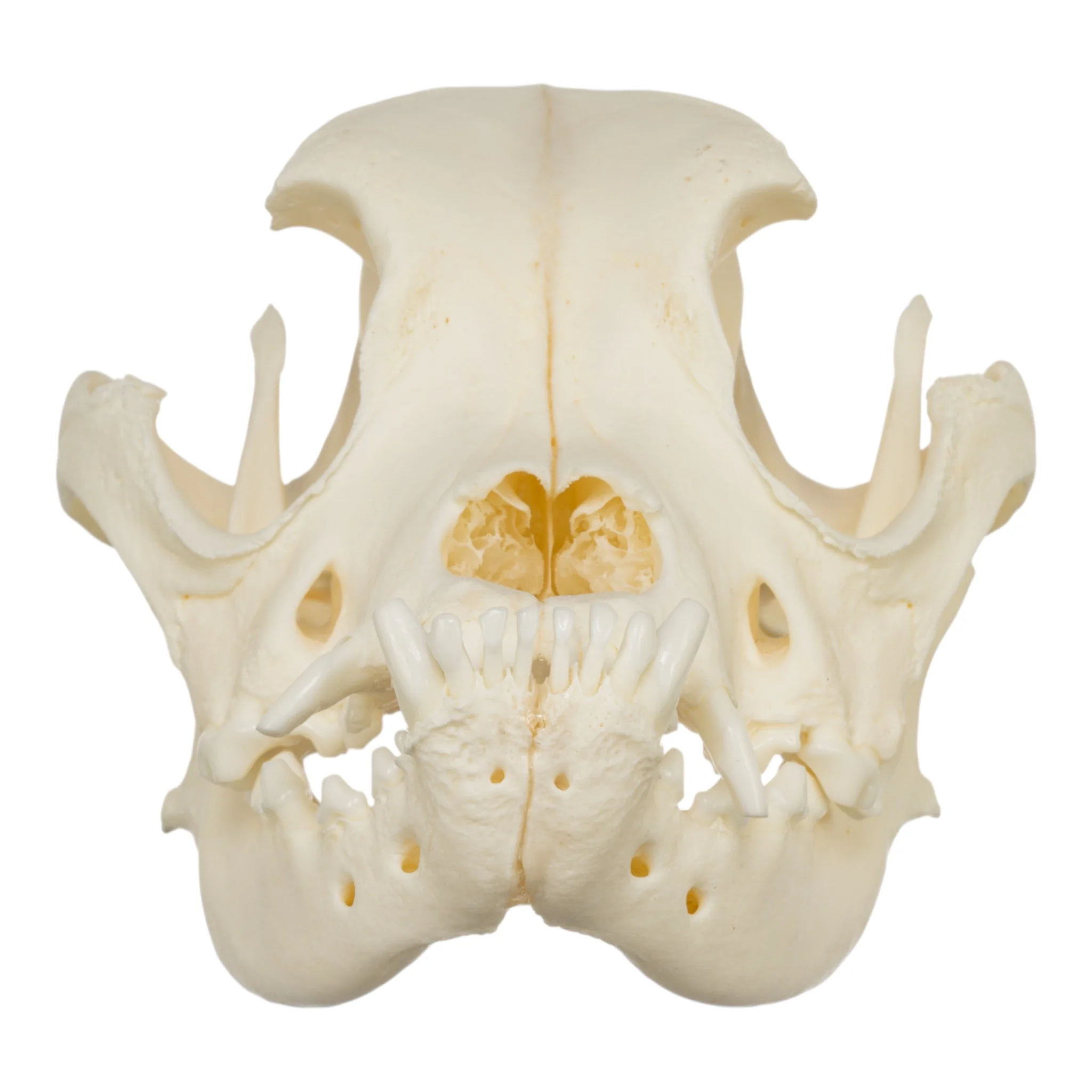 Real Domestic Dog Skull - Boxer - Image 3