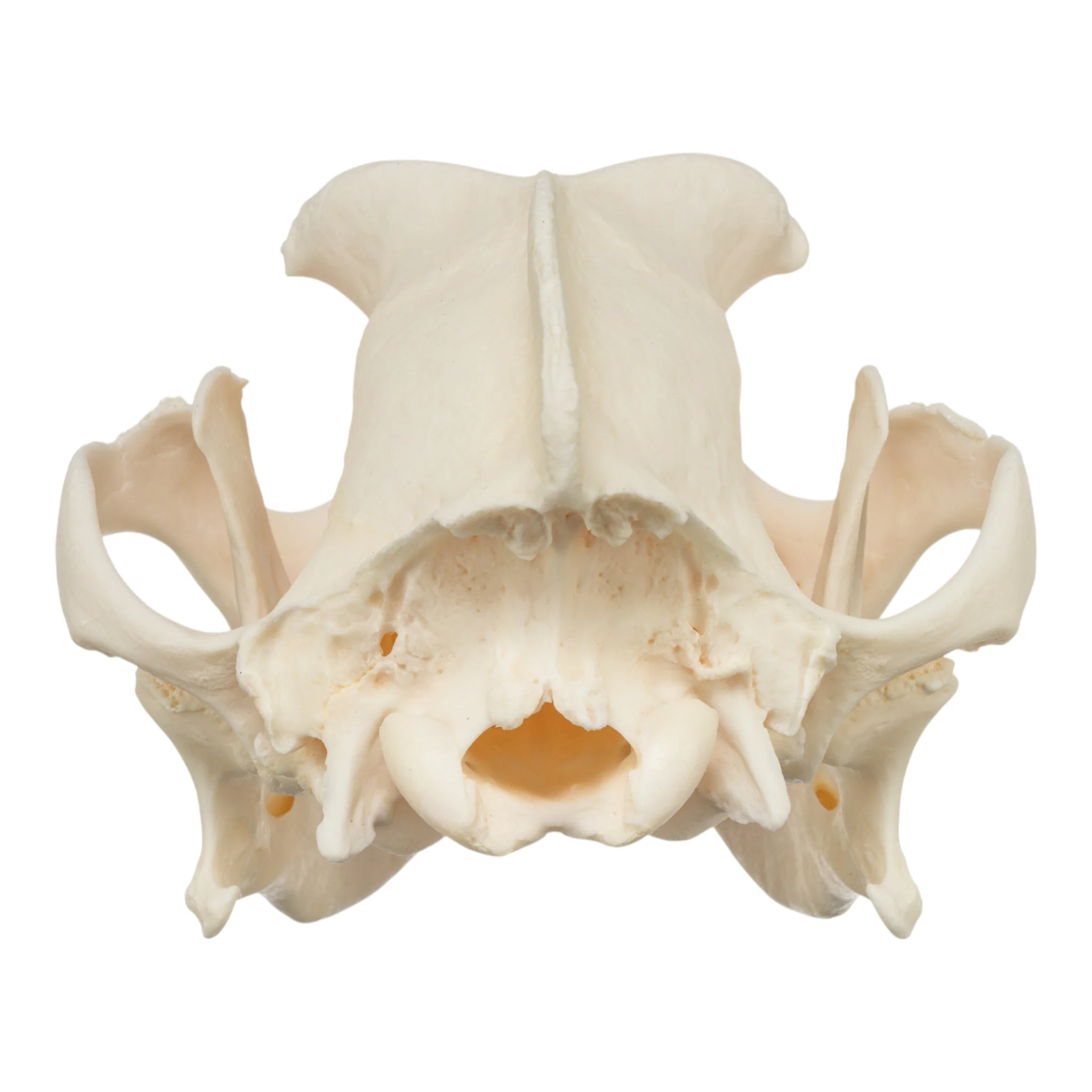 Real Domestic Dog Skull - Boxer - Image 5