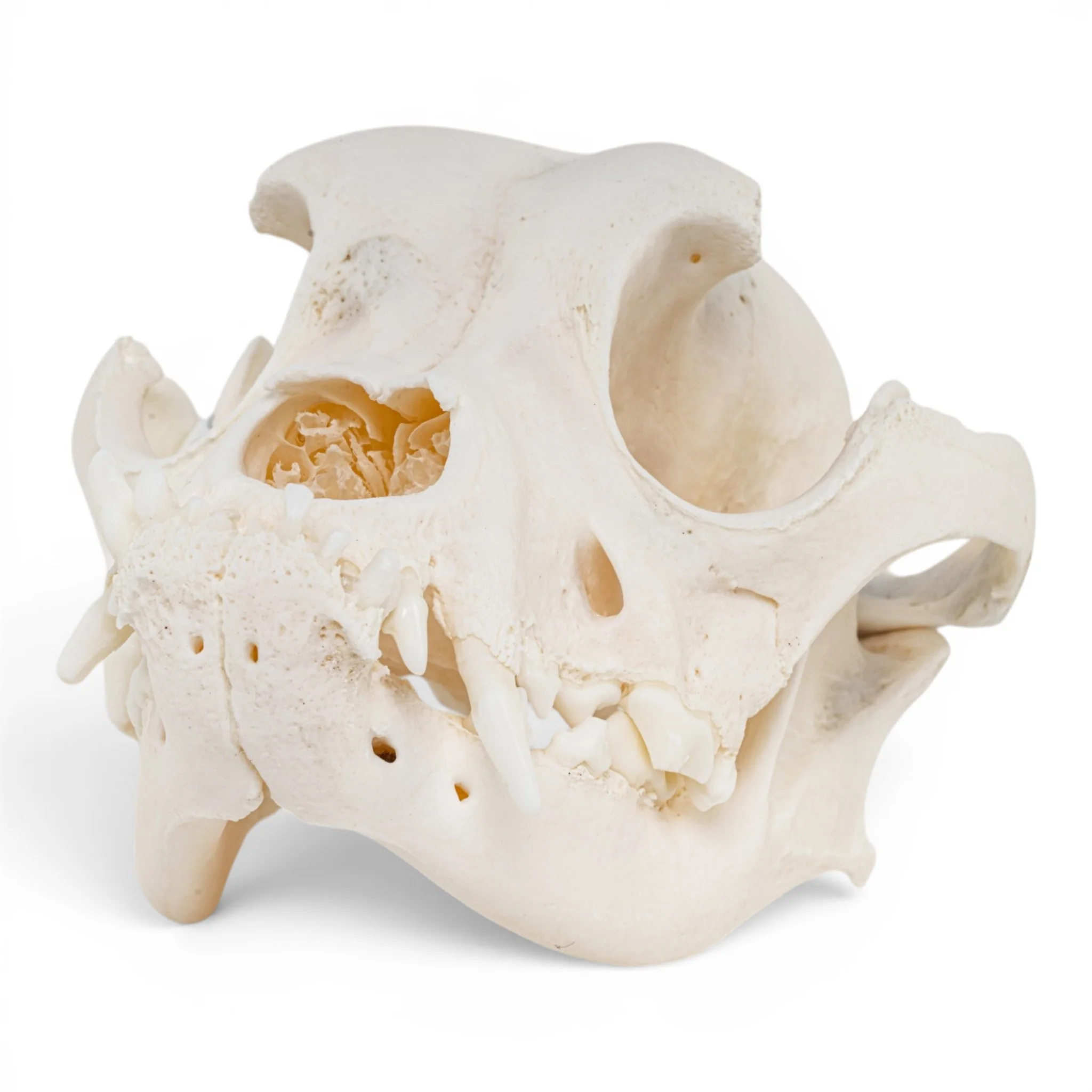 Real Domestic Dog - Boxer Skull