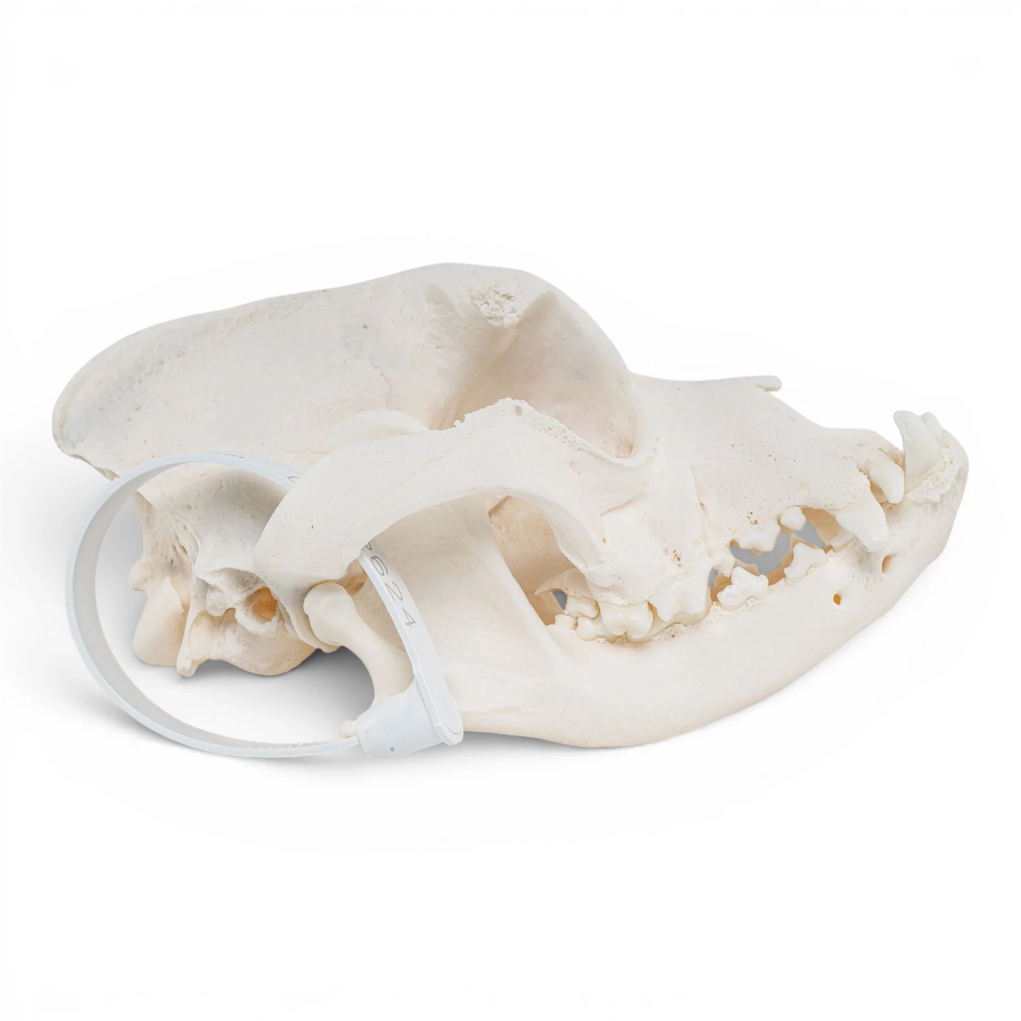 Real Domestic Dog - Boxer Skull - Image 2