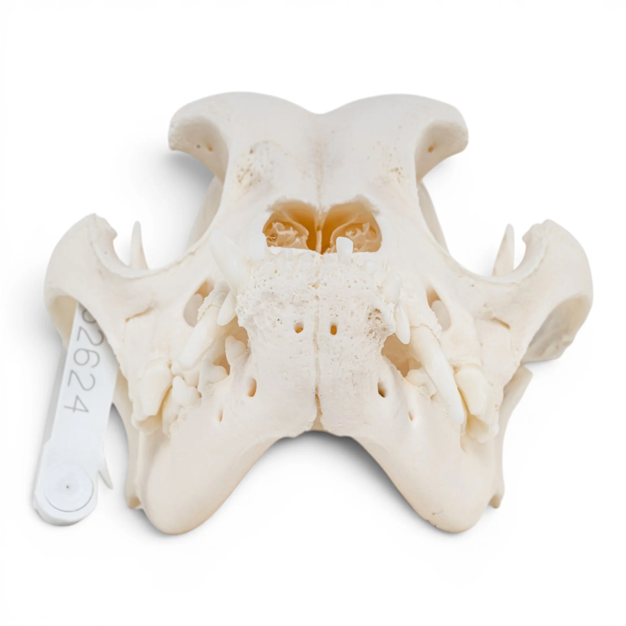 Real Domestic Dog - Boxer Skull - Image 3