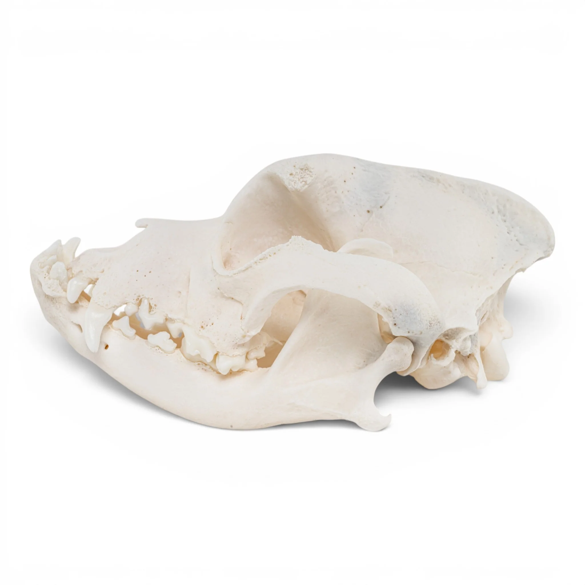 Real Domestic Dog - Boxer Skull - Image 4