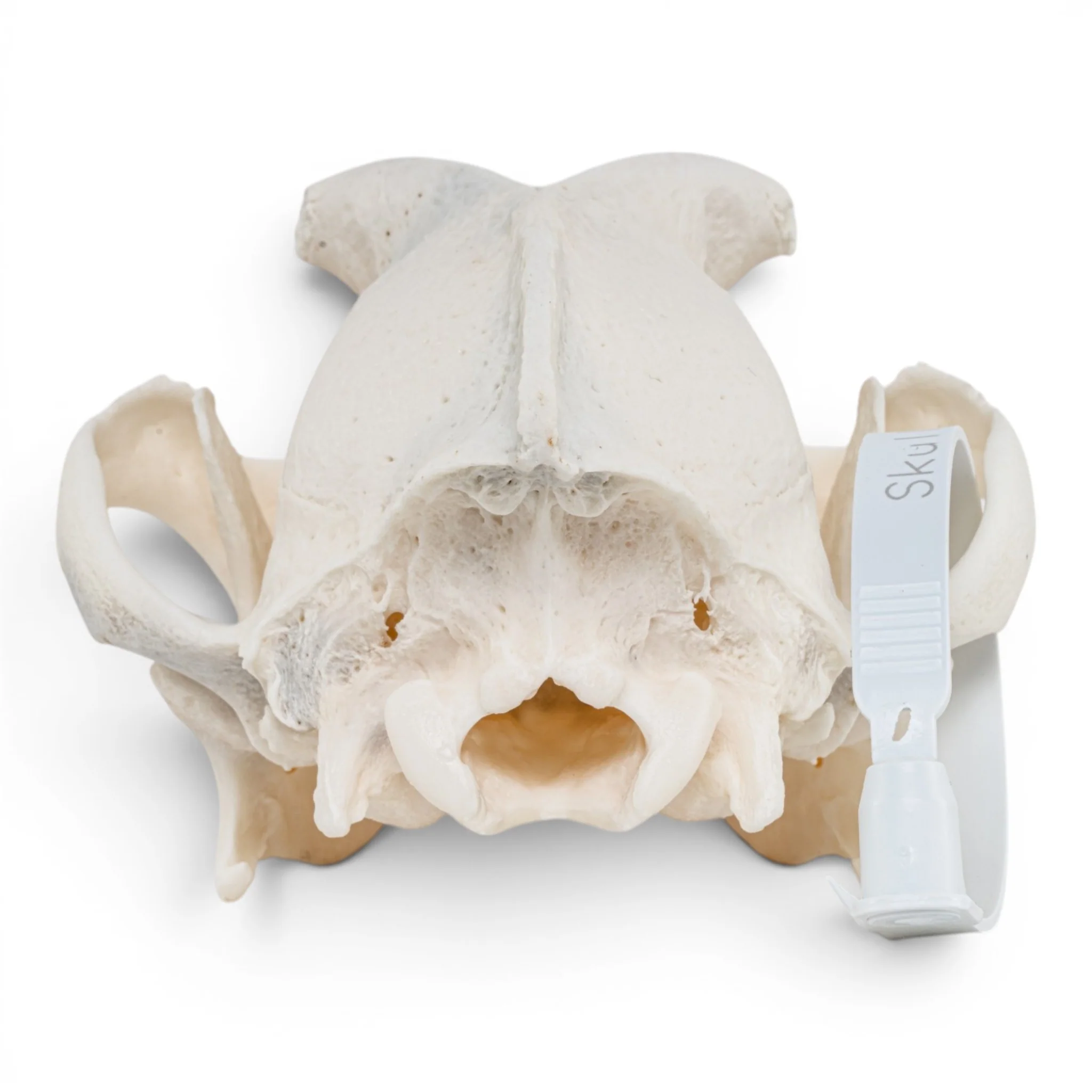 Real Domestic Dog - Boxer Skull - Image 5
