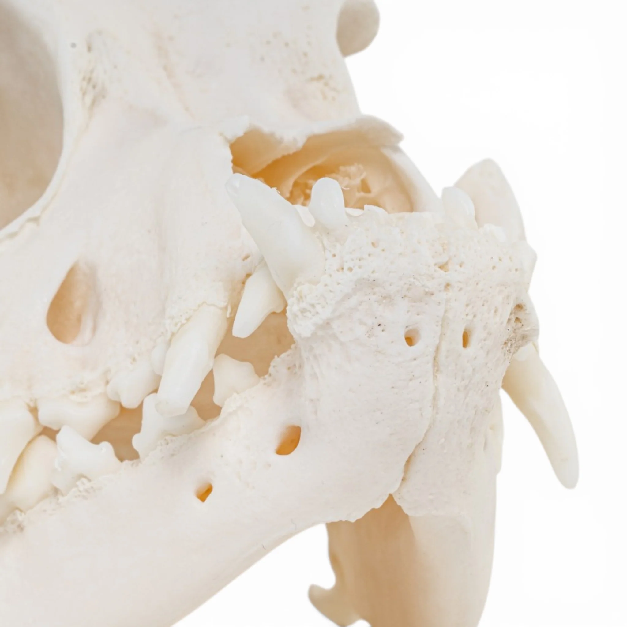 Real Domestic Dog - Boxer Skull - Image 6