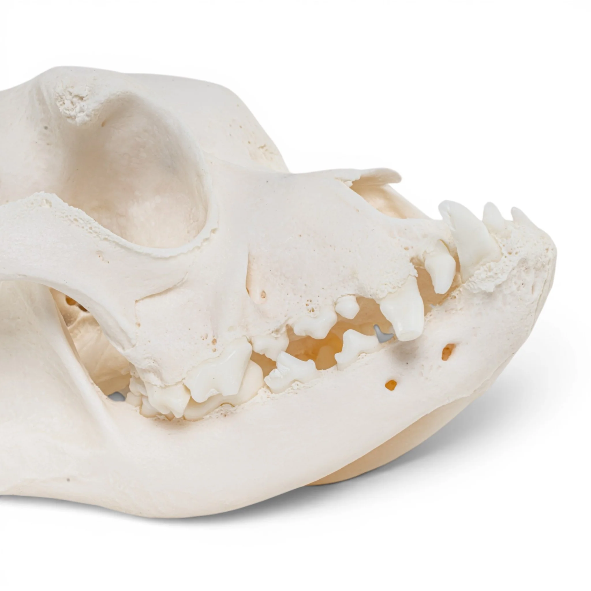 Real Domestic Dog - Boxer Skull - Image 7